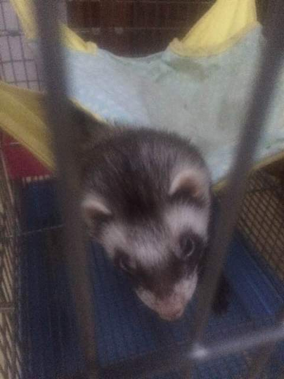 出售安德鲁宠物貂 出远门,不想养了.