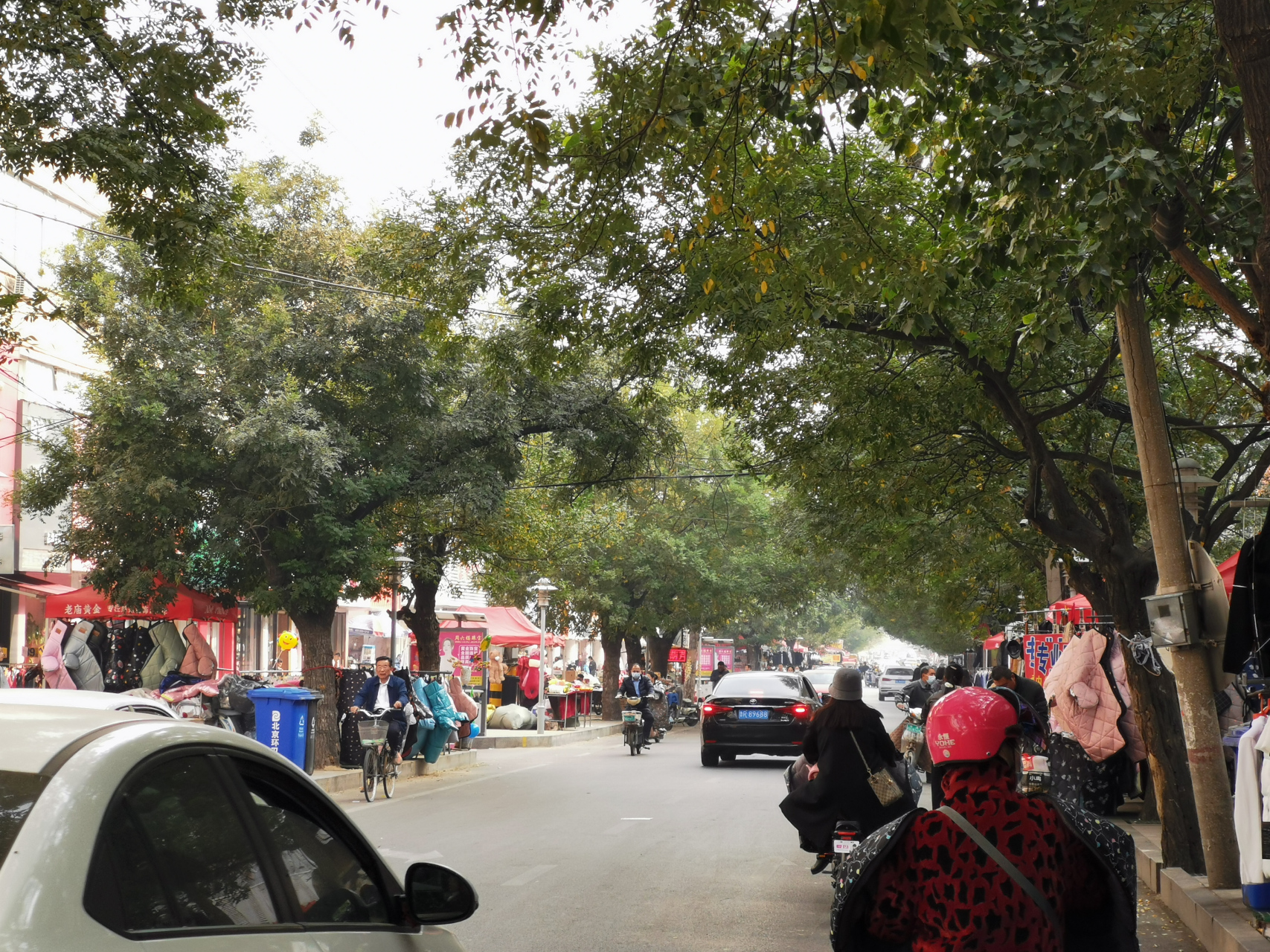 实拍菏泽东方红大街两旁的行道树—国槐,1958年栽植,是菏泽人的"乡愁