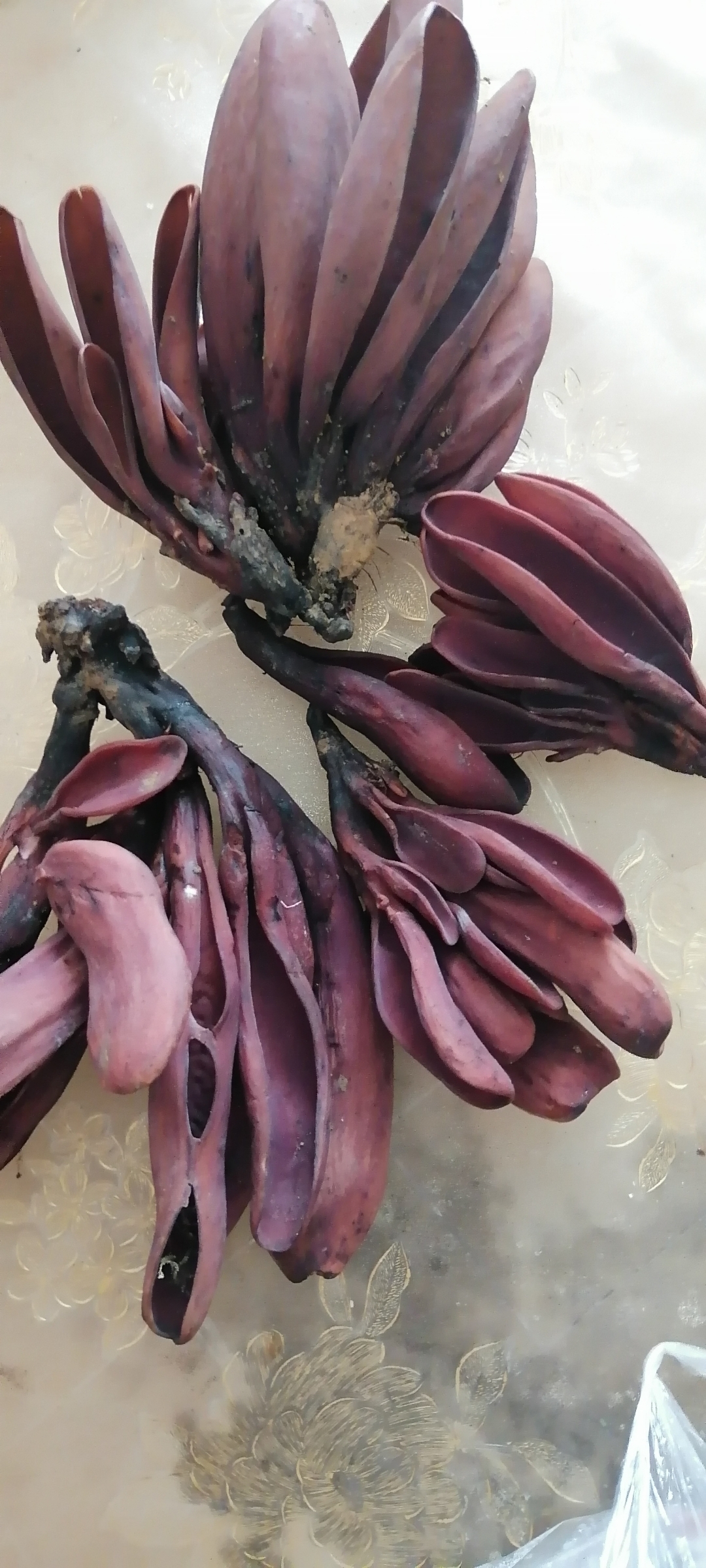 这是兔耳菇村民山上採的