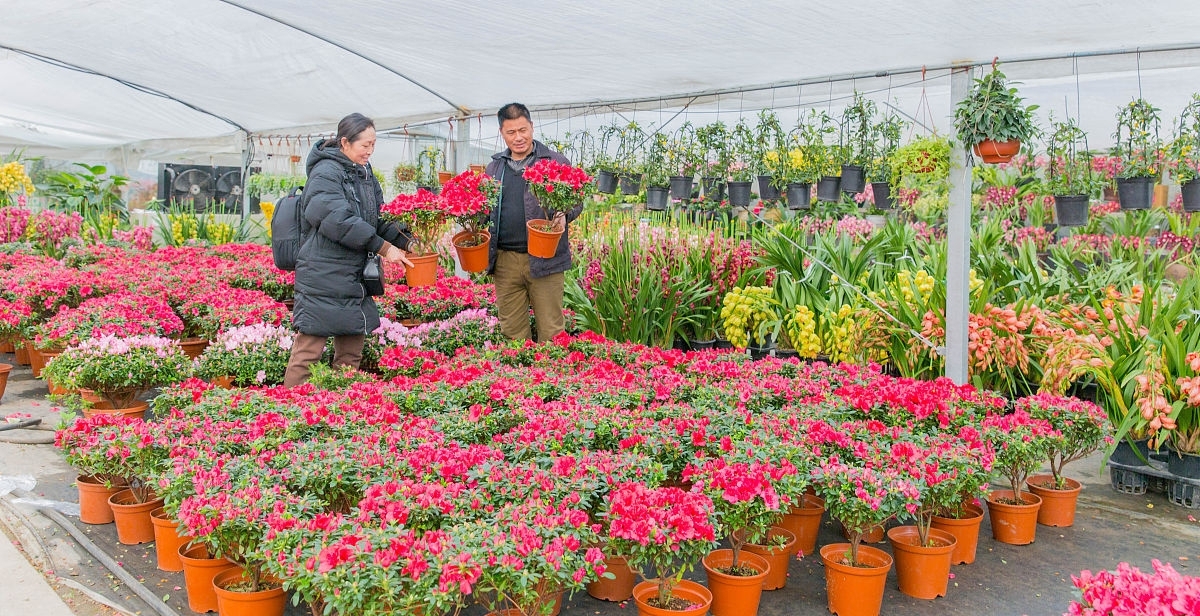 时令花草摆放