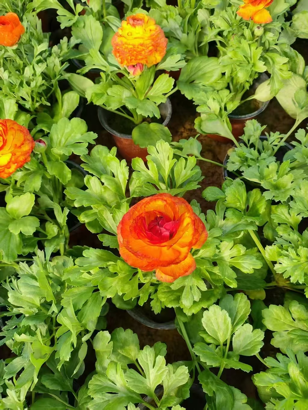 芹叶牡丹(花毛茛)的自然花期通常在4