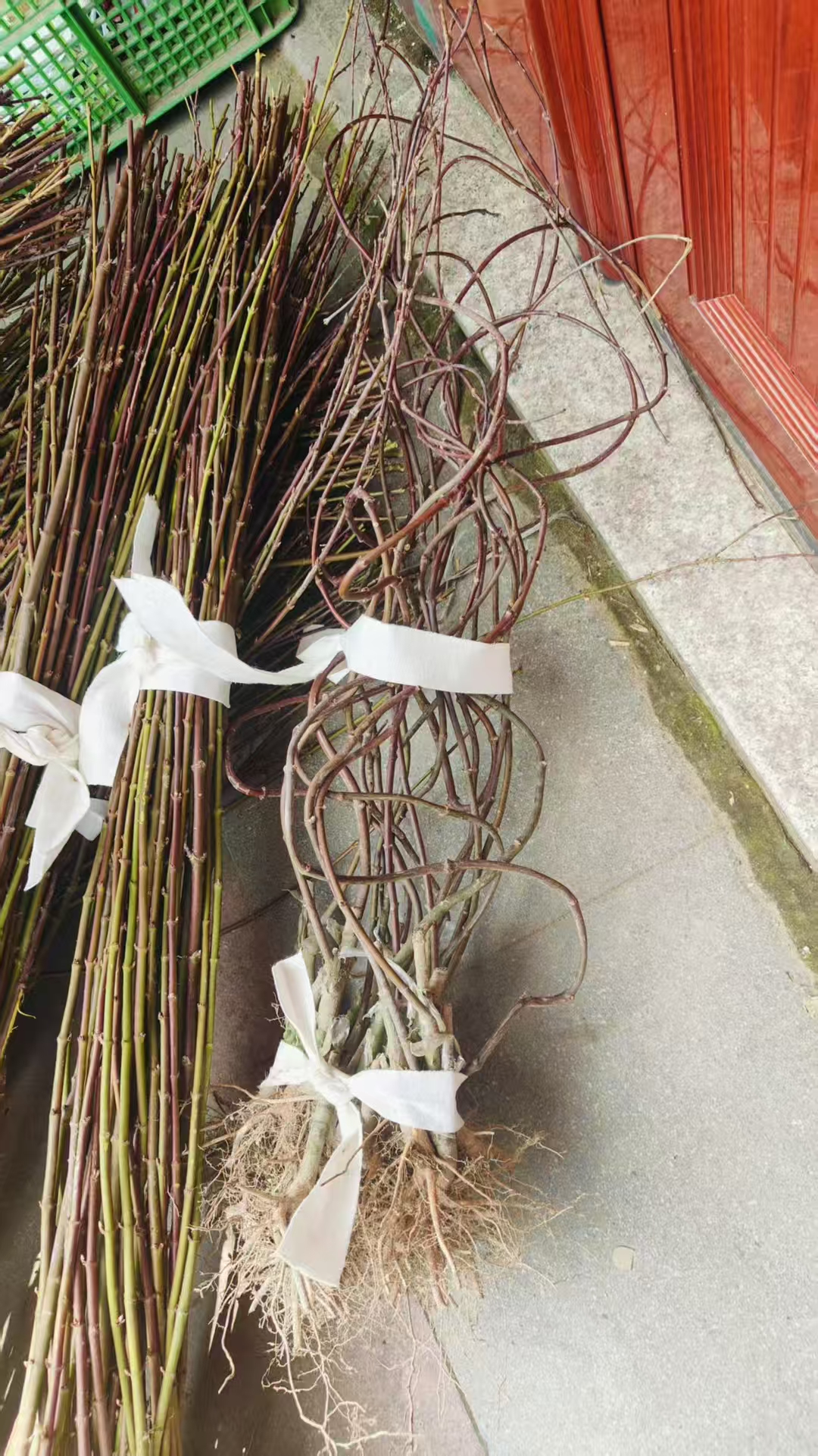 羽毛枫小苗,青龙小苗,黄金枫小苗,红舞姬小苗,龙梅小苗,流泉小苗,三角