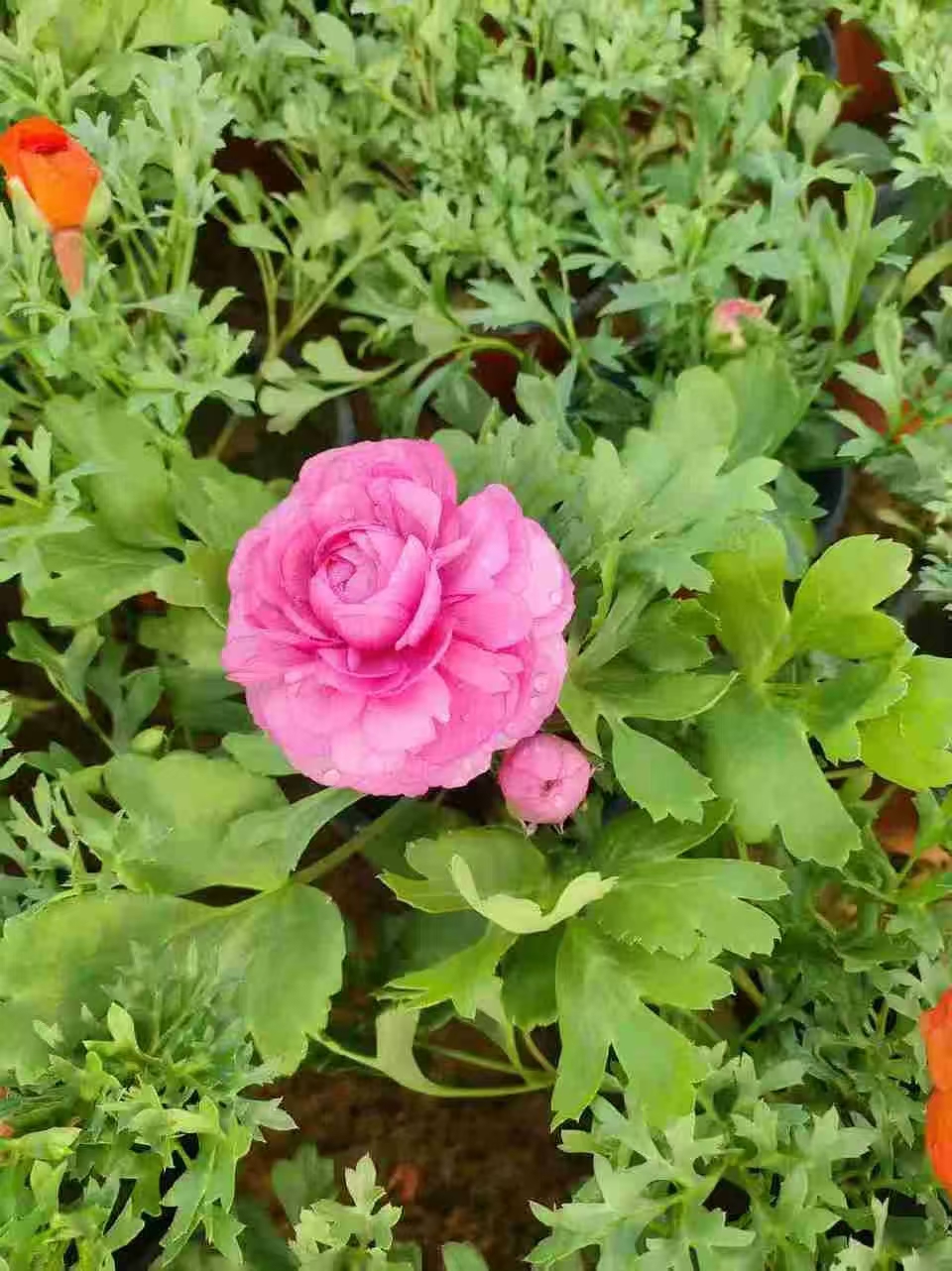 芹叶牡丹(花毛茛)的自然花期通常在4