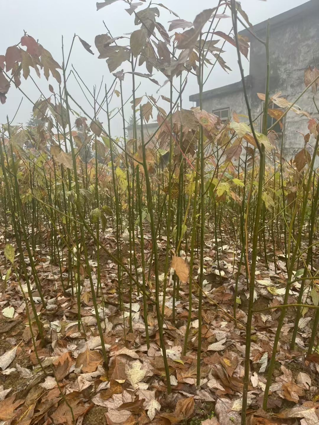 木材坚硬致密,边材黄色或浅褐色,心材栗褐色或暗褐色,是造船,建筑,上