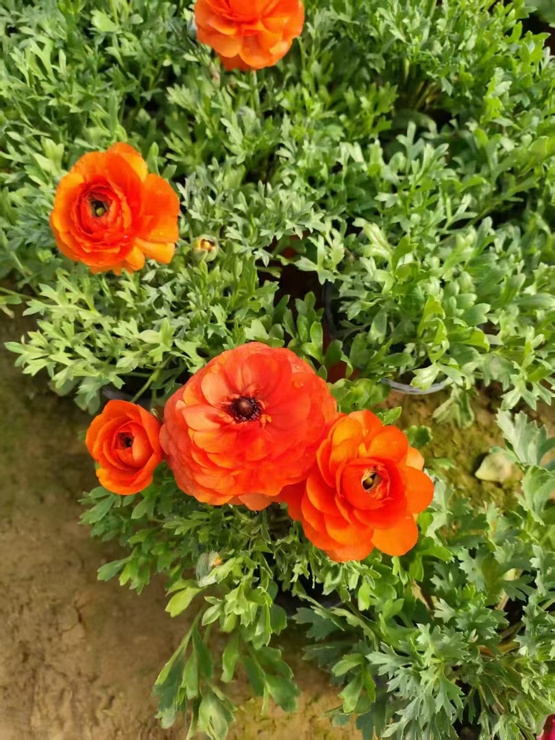 芹叶牡丹(花毛茛)的自然花期通常在4