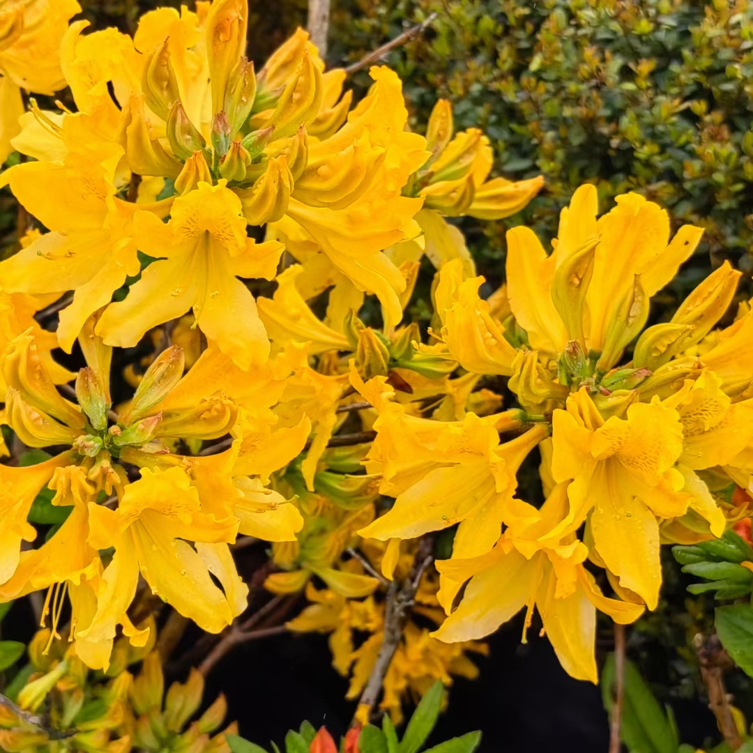 羊踯躅黄杜鹃,四季杜鹃粉丝带,黄金喷泉5加仑,40美植袋工程园林庭院