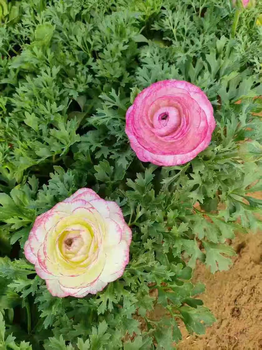 芹叶牡丹(花毛茛)的自然花期通常在4