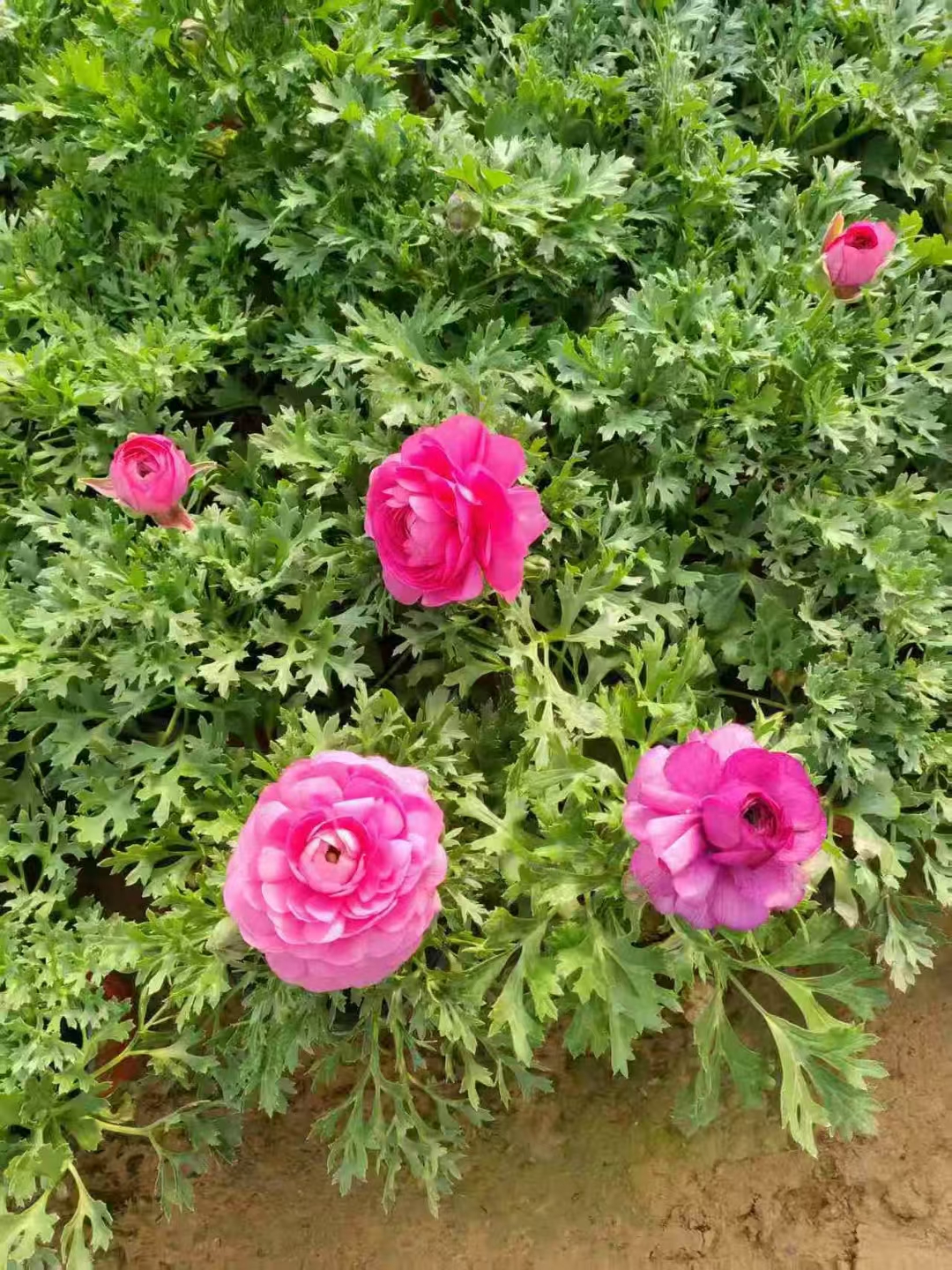 芹叶牡丹(花毛茛)的自然花期通常在4