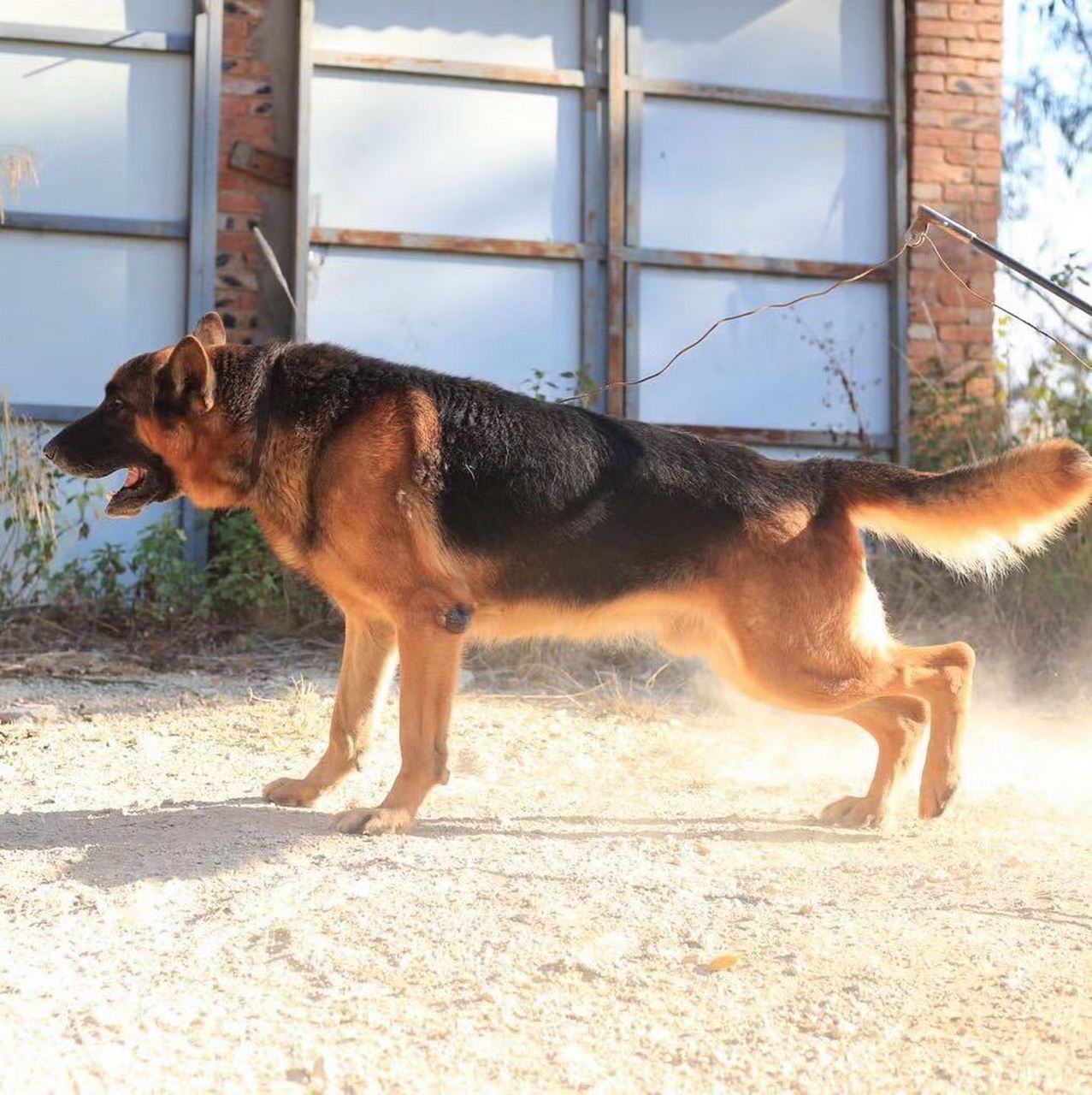 老版德牧黑背种公喜欢平背幼崽联系