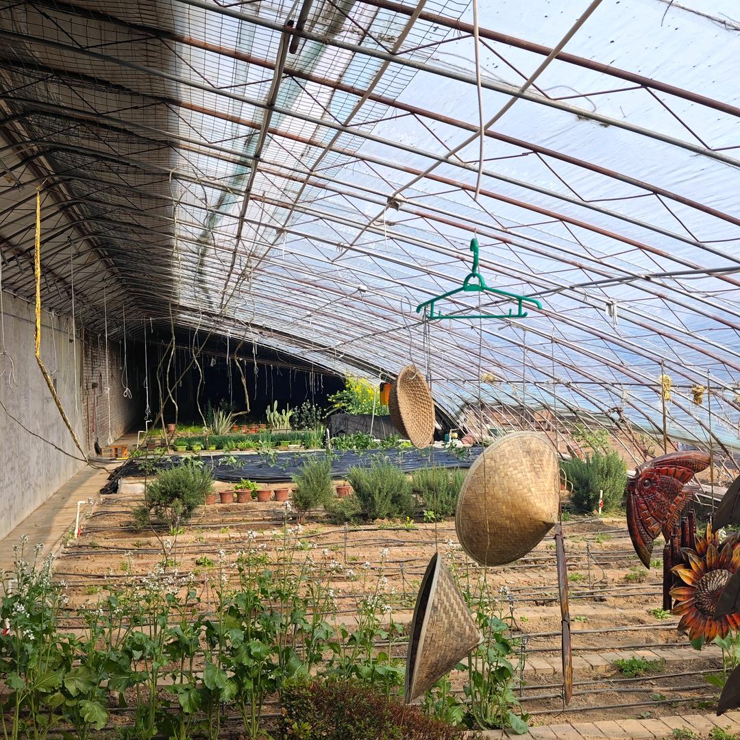 今天阳光明媚,走进温室大棚,满眼翠绿让人心旷神怡