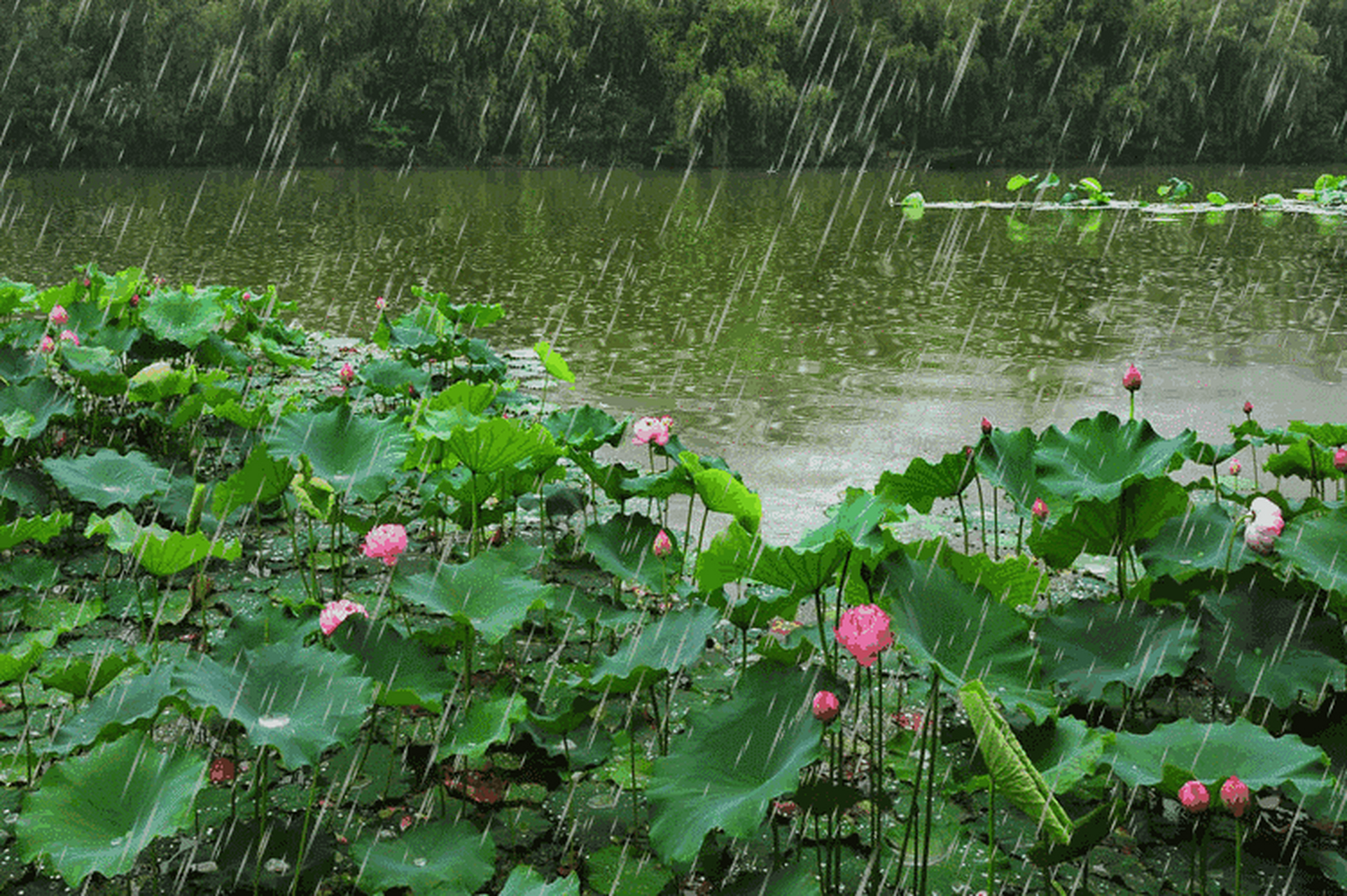 沐一场小雨! 换一个美好人间