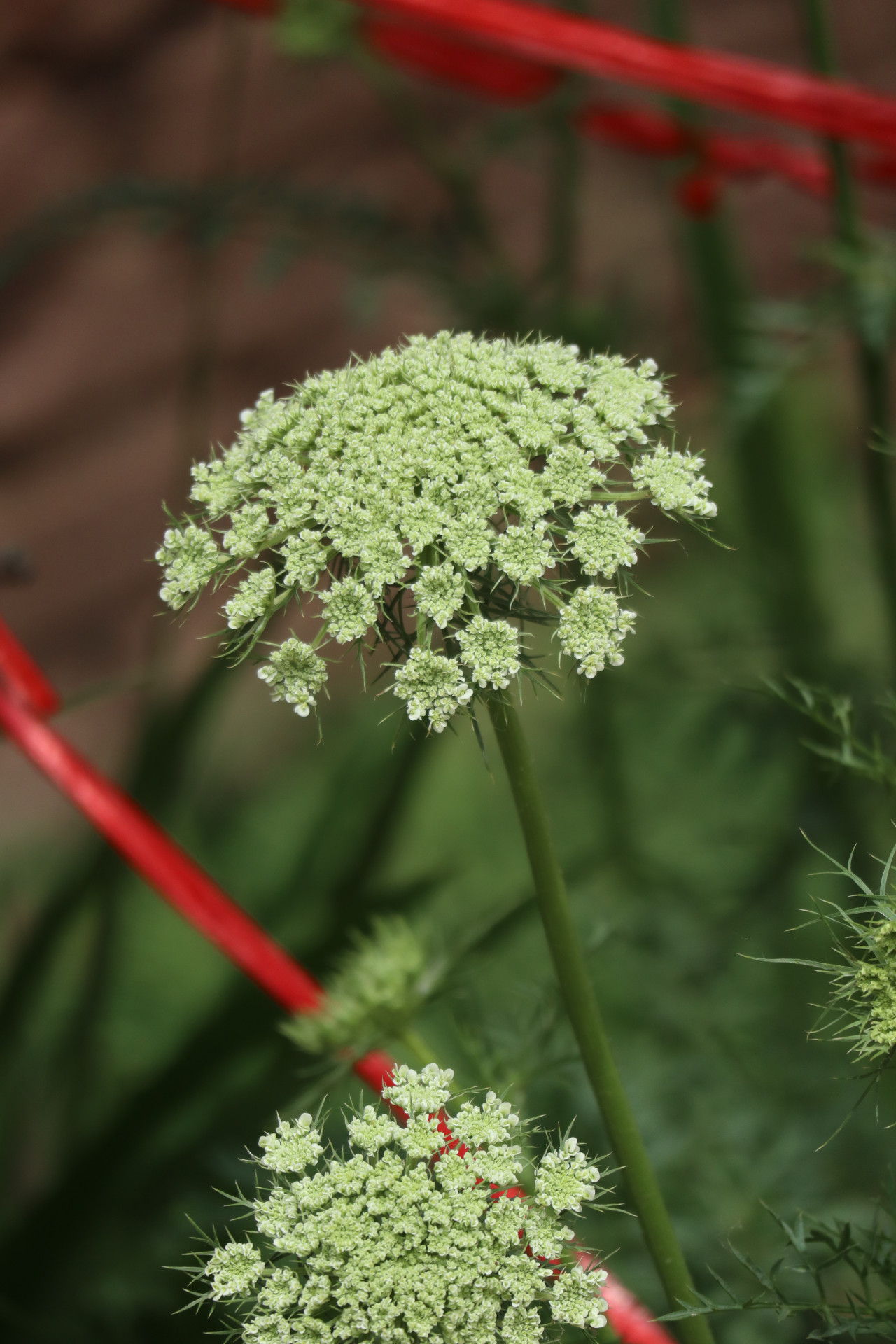 胡萝卜花,大家肯定吃过胡萝卜,但不一定见过它的花,细碎的白绿色小花