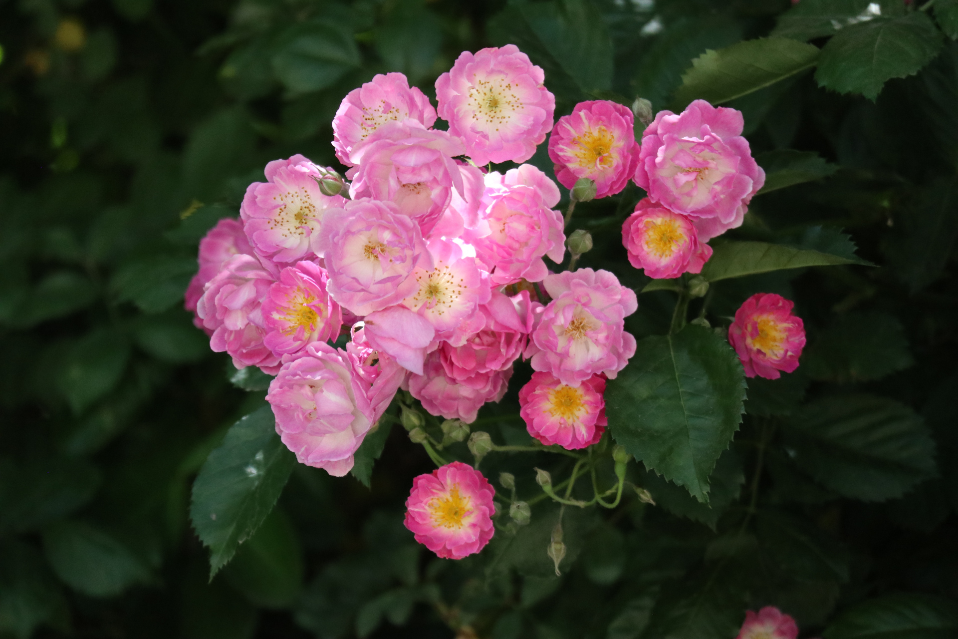 粉色蔷薇,花比野蔷薇(上一篇白蔷薇)略大一些,更精致一些,在阳光下