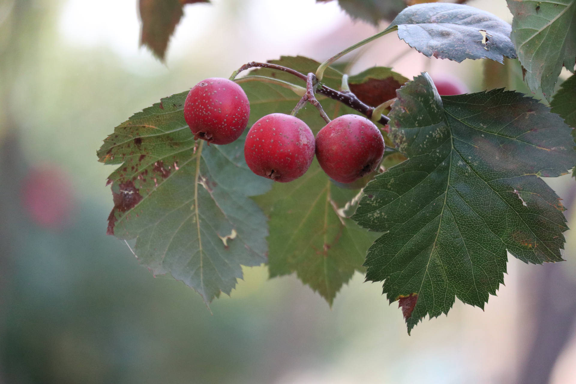 原创摄影之红红的山楂果#金秋图文动态创作节