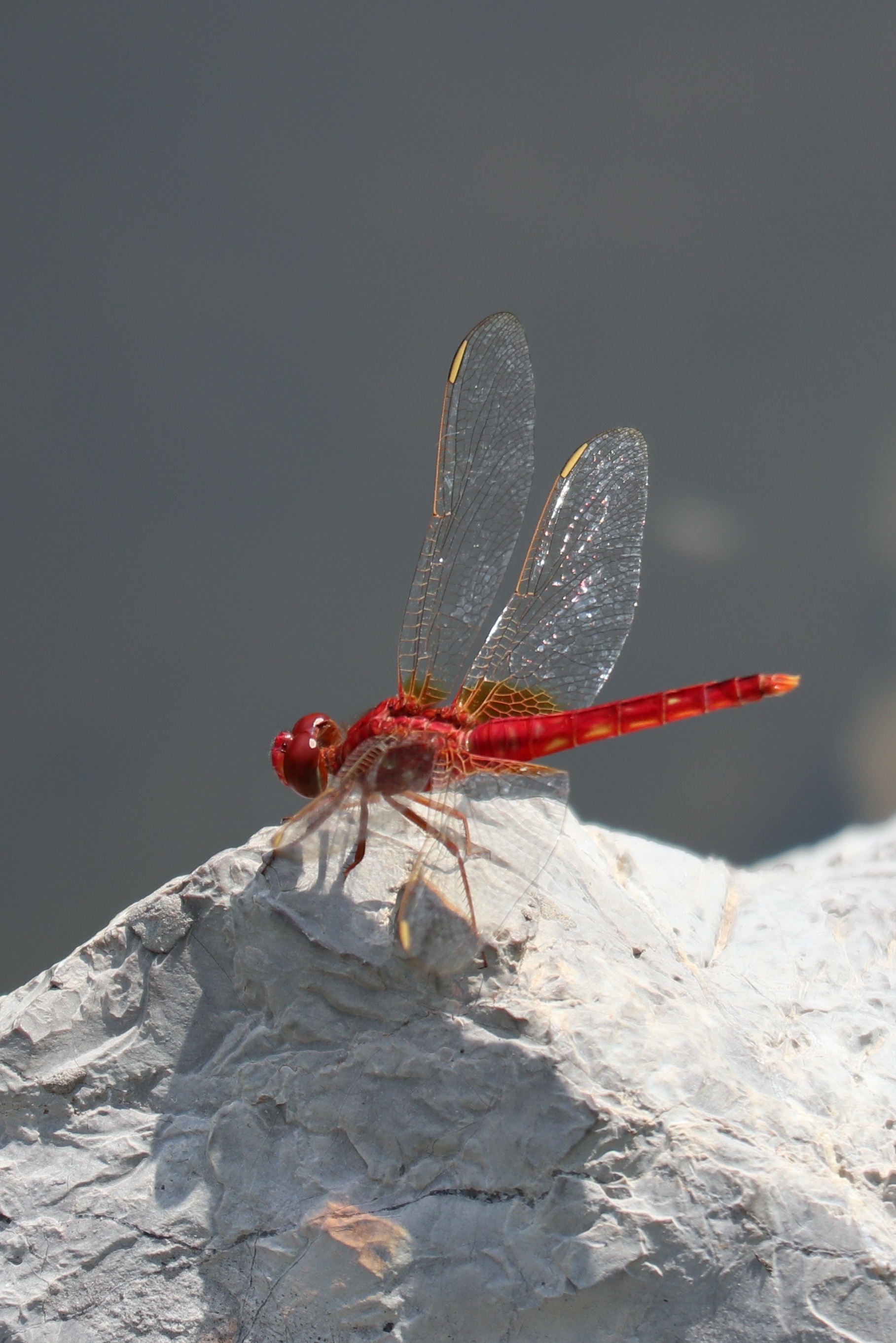 池塘边的红蜻蜓
