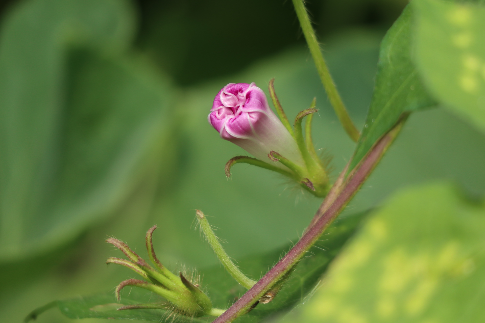 牵牛花与打碗花,含苞待放与完全盛开 #百家新收益