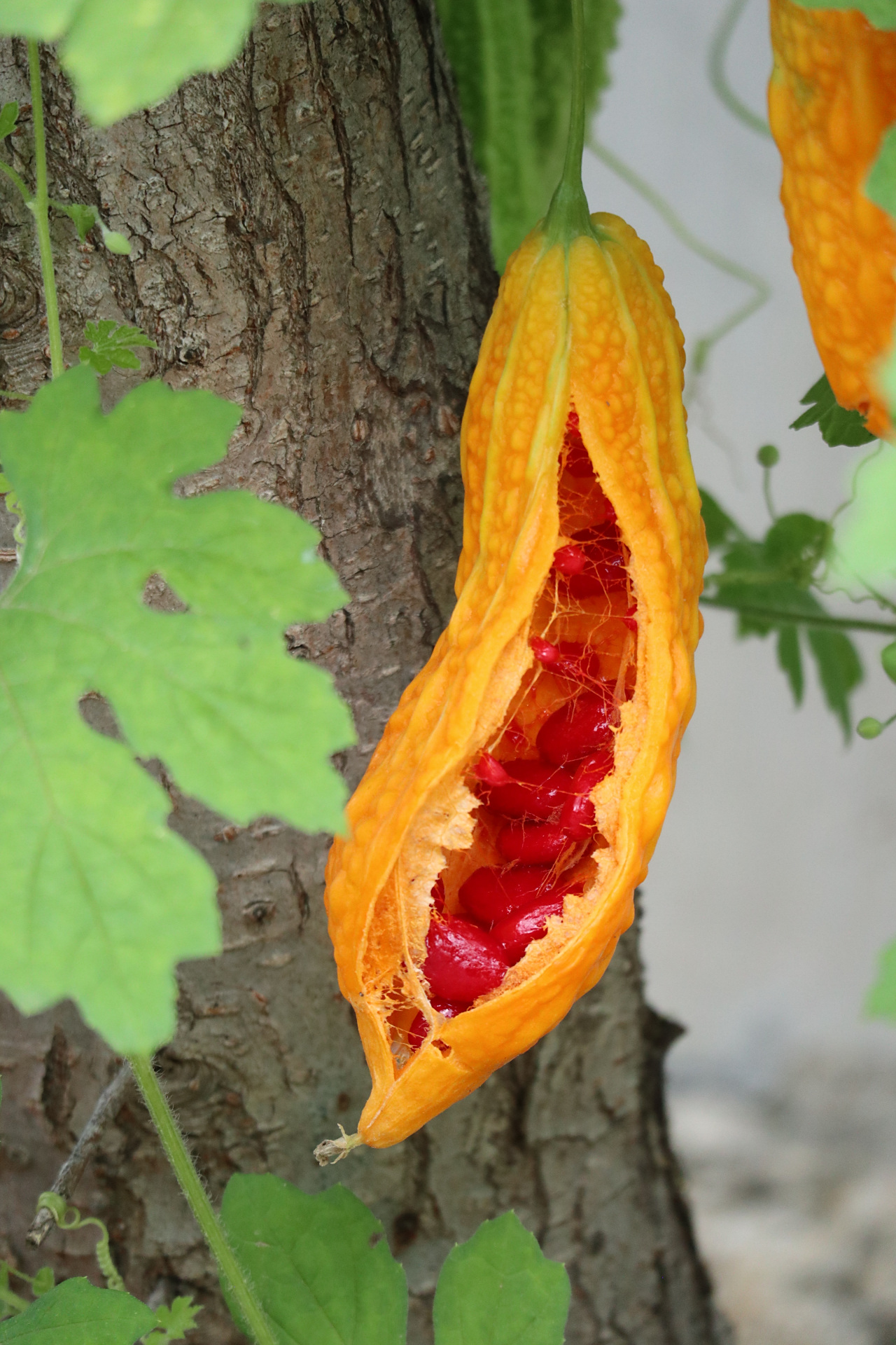 熟透了的苦瓜,橙色的果皮,红红的果肉包着种子#百家新收益