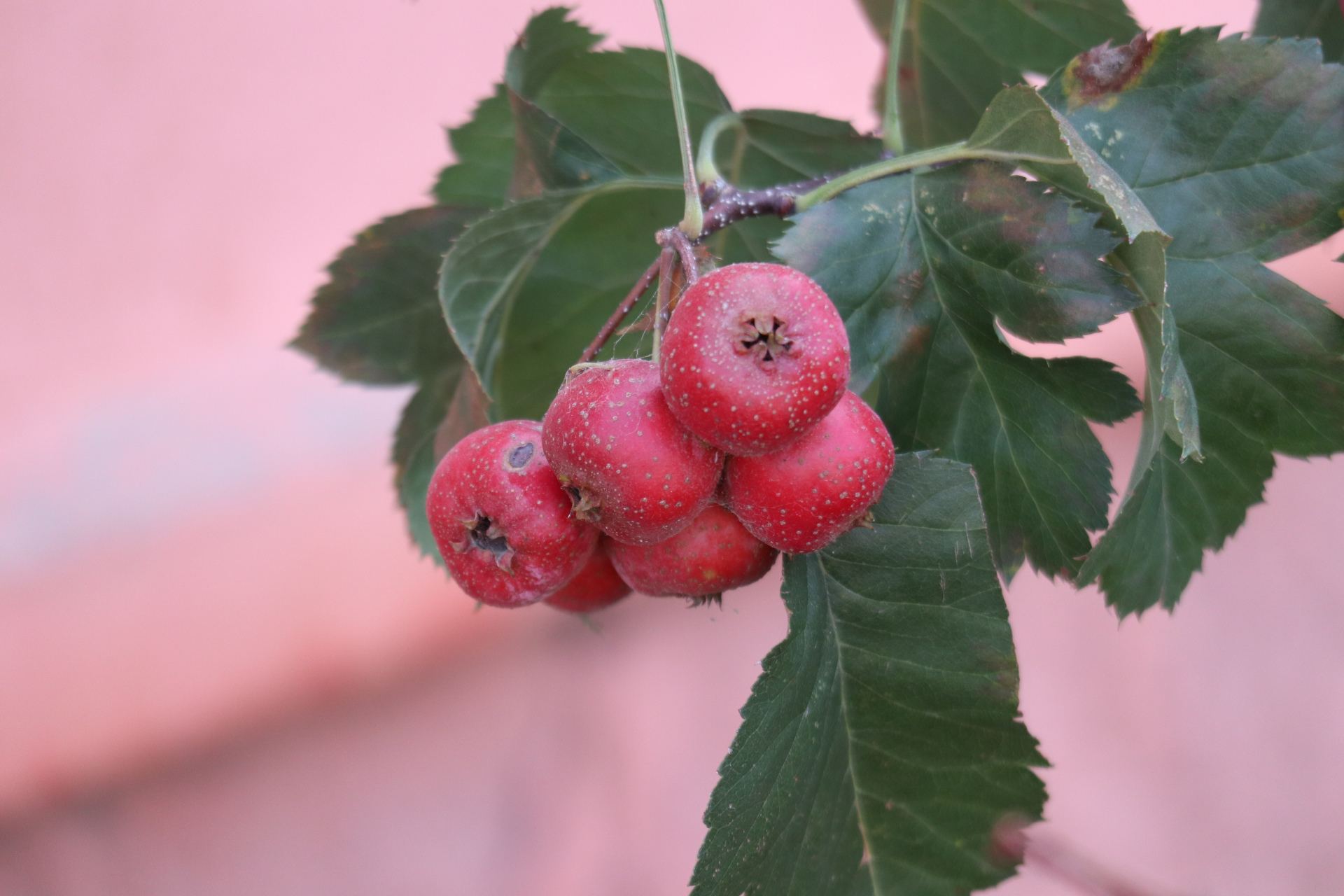 原创摄影之红红的山楂果#金秋图文动态创作节