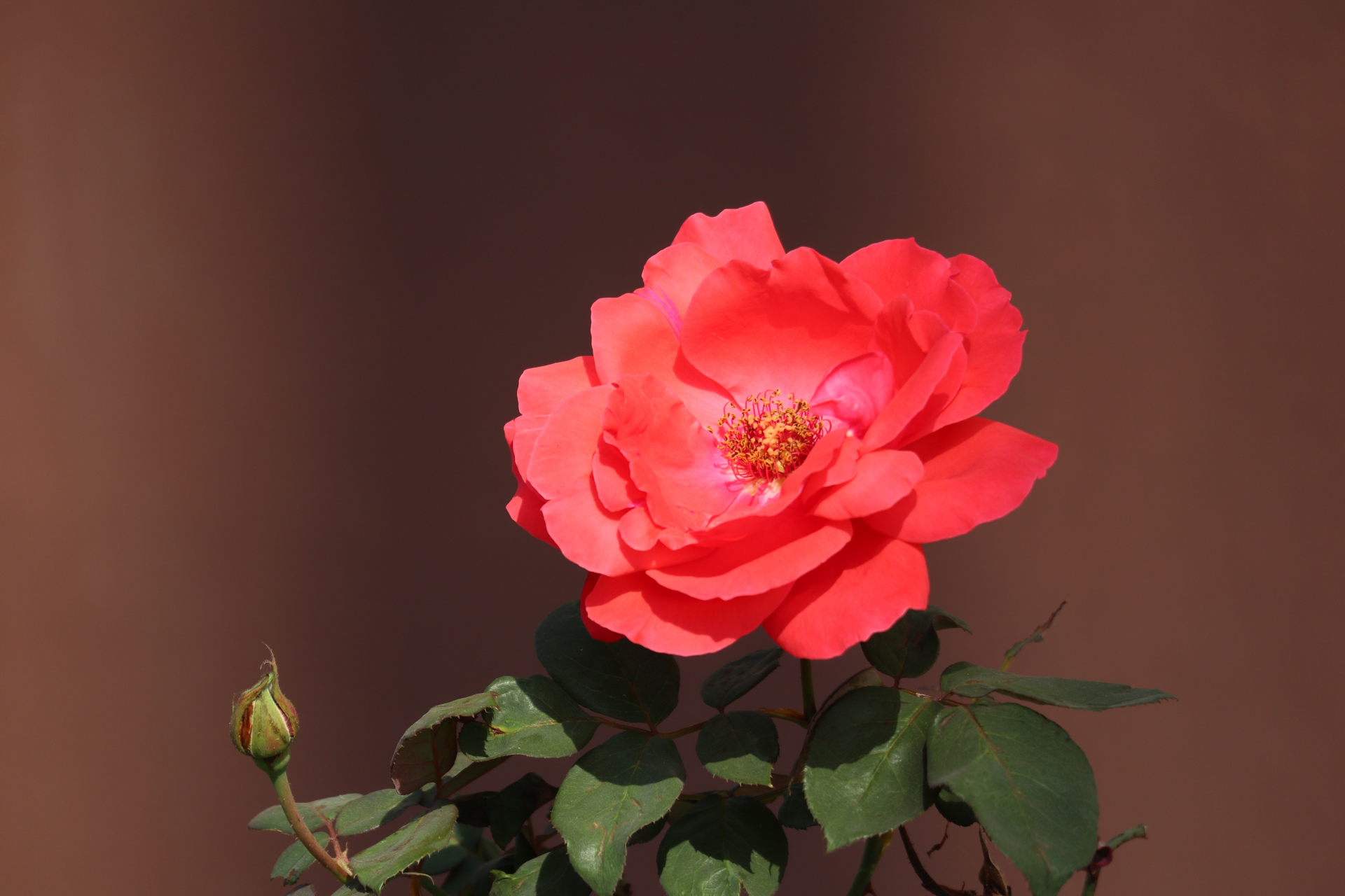 美丽的月季花,花瓣饱满,色泽艳丽,仿佛是情感的热烈燃烧,让人感叹大