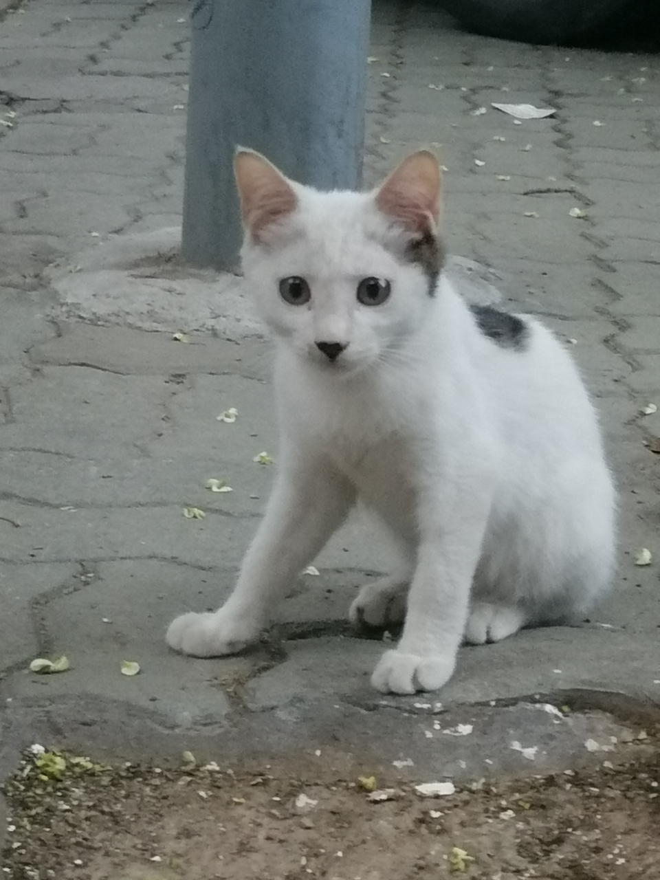 诗《逗猫》 信步雨后晨光好, 懵然路遇爱小猫, 屈身一尺学喵叫, 与尔