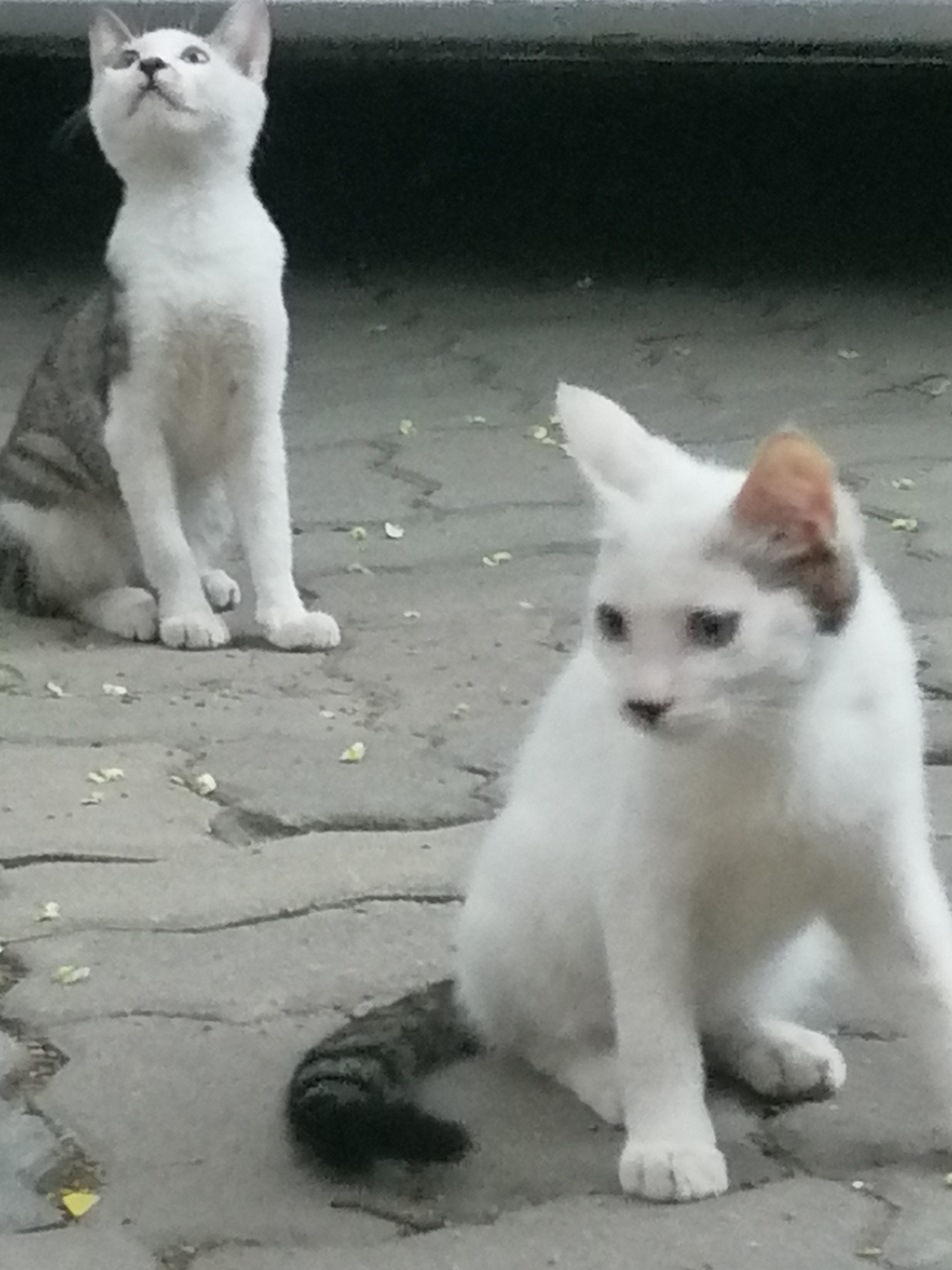 诗《逗猫》 信步雨后晨光好, 懵然路遇爱小猫, 屈身一尺学喵叫, 与尔