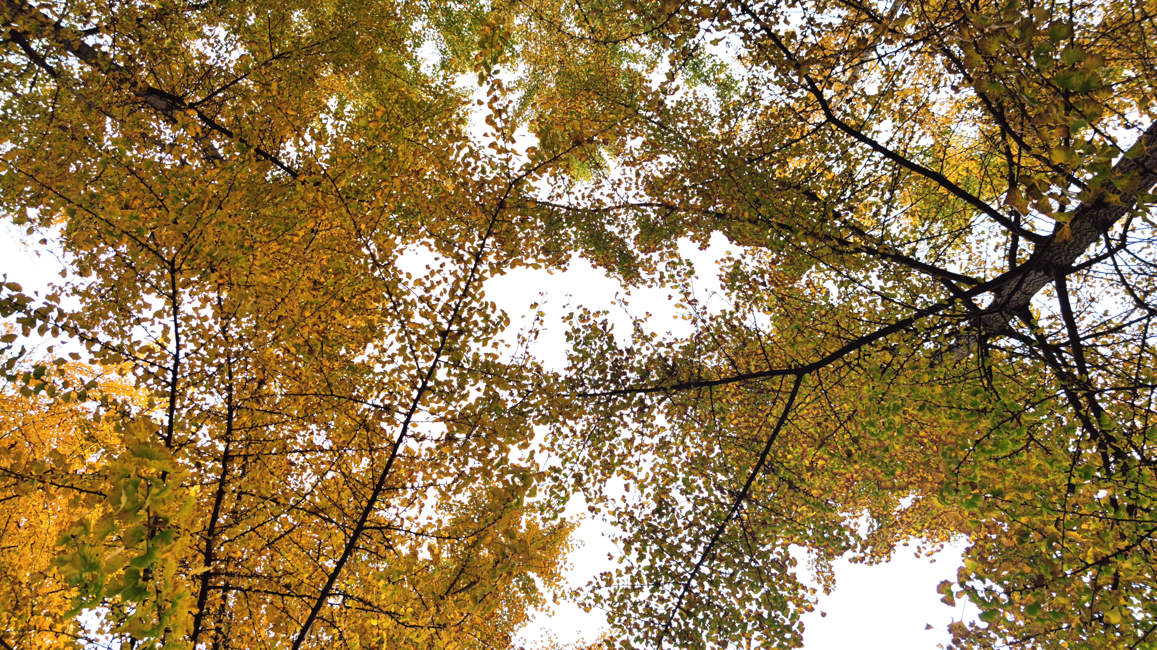 羊马河银杏园环境特别好,树林中间有个鱼塘,金黄的树木倒映