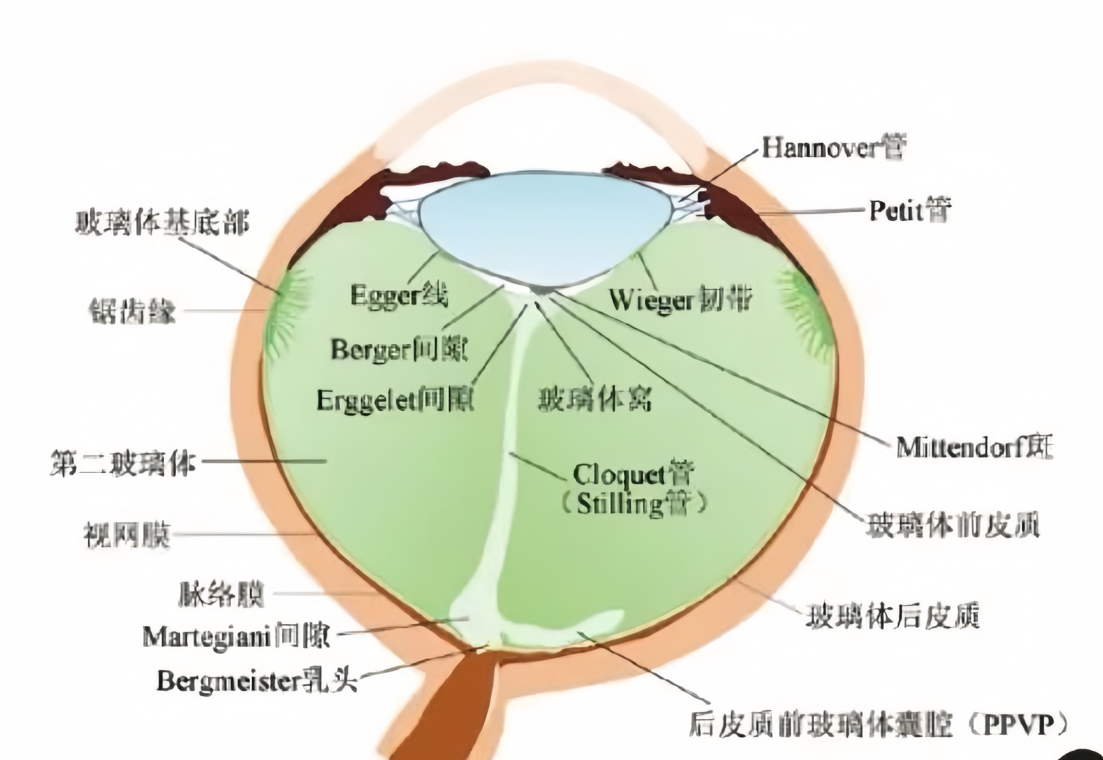 玻璃肋截面图片