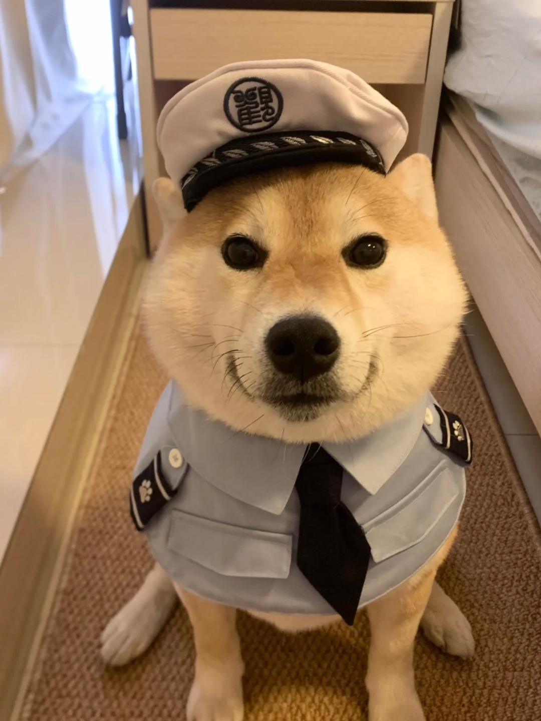 你们也想拥有可爱的小狗吗?快来领养一只,让生活充满更多欢乐吧!