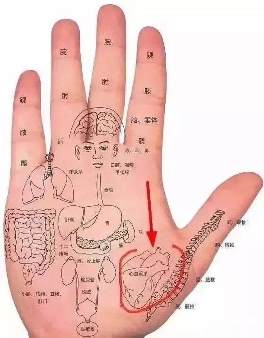 按压大鱼肌,预防心脑血管疾病