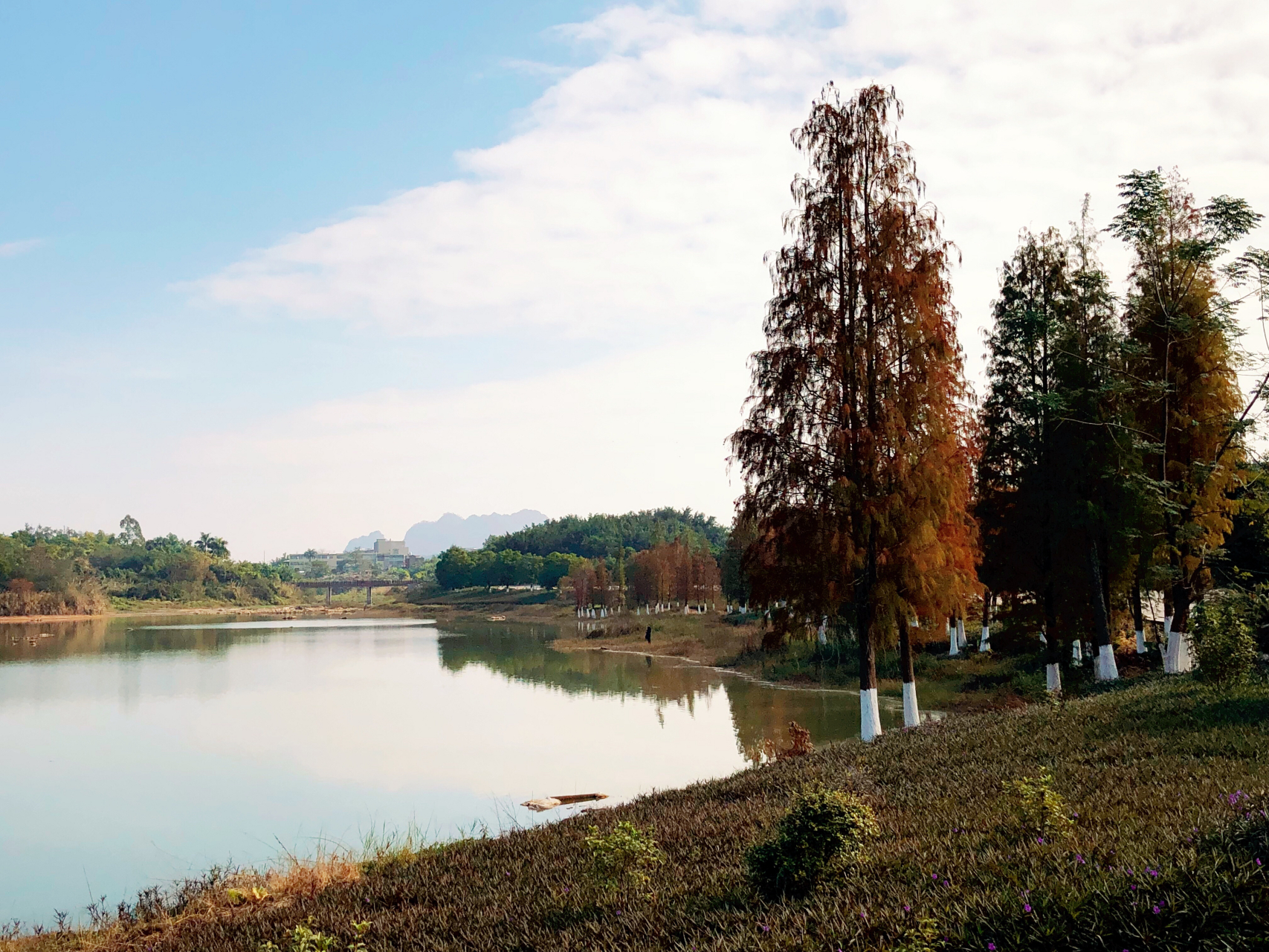 广西玉林湿地公园里的网红水杉.