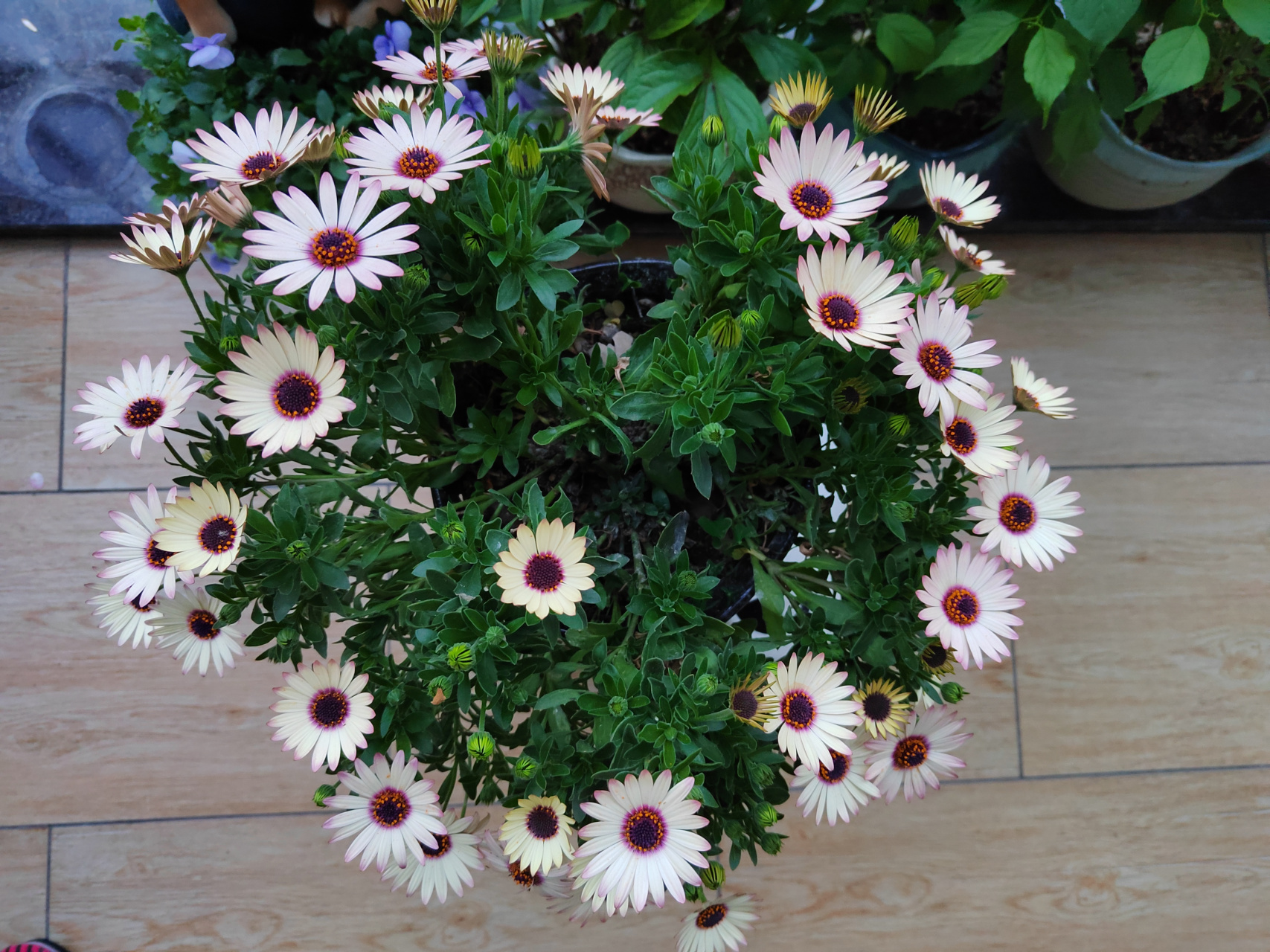 蓝目菊 黄粉渐变 基本爆盆[耶耶耶]