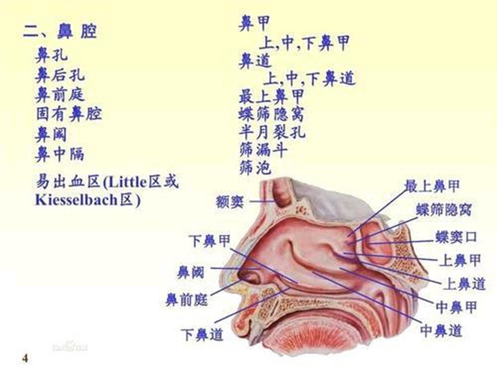 鼻咽部的解剖结构图普.