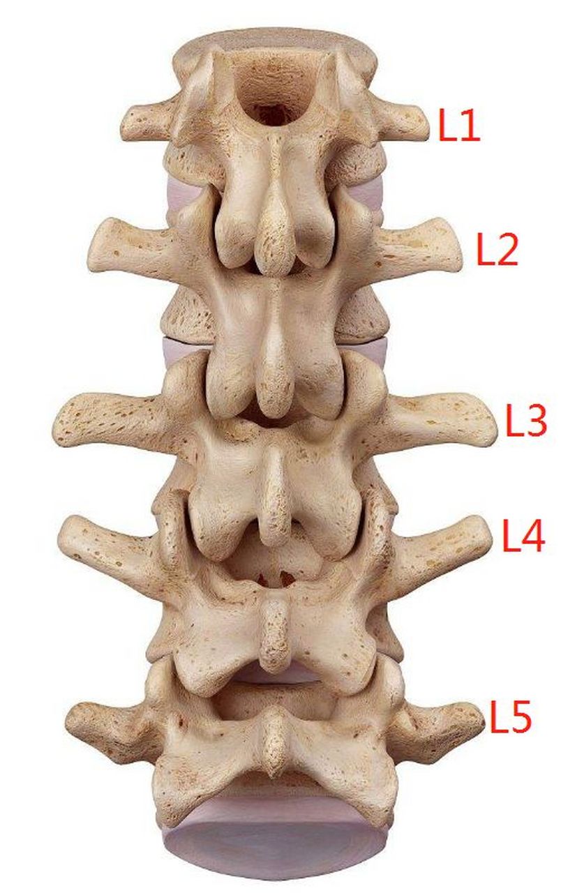 腰椎4 5节清晰图片图片