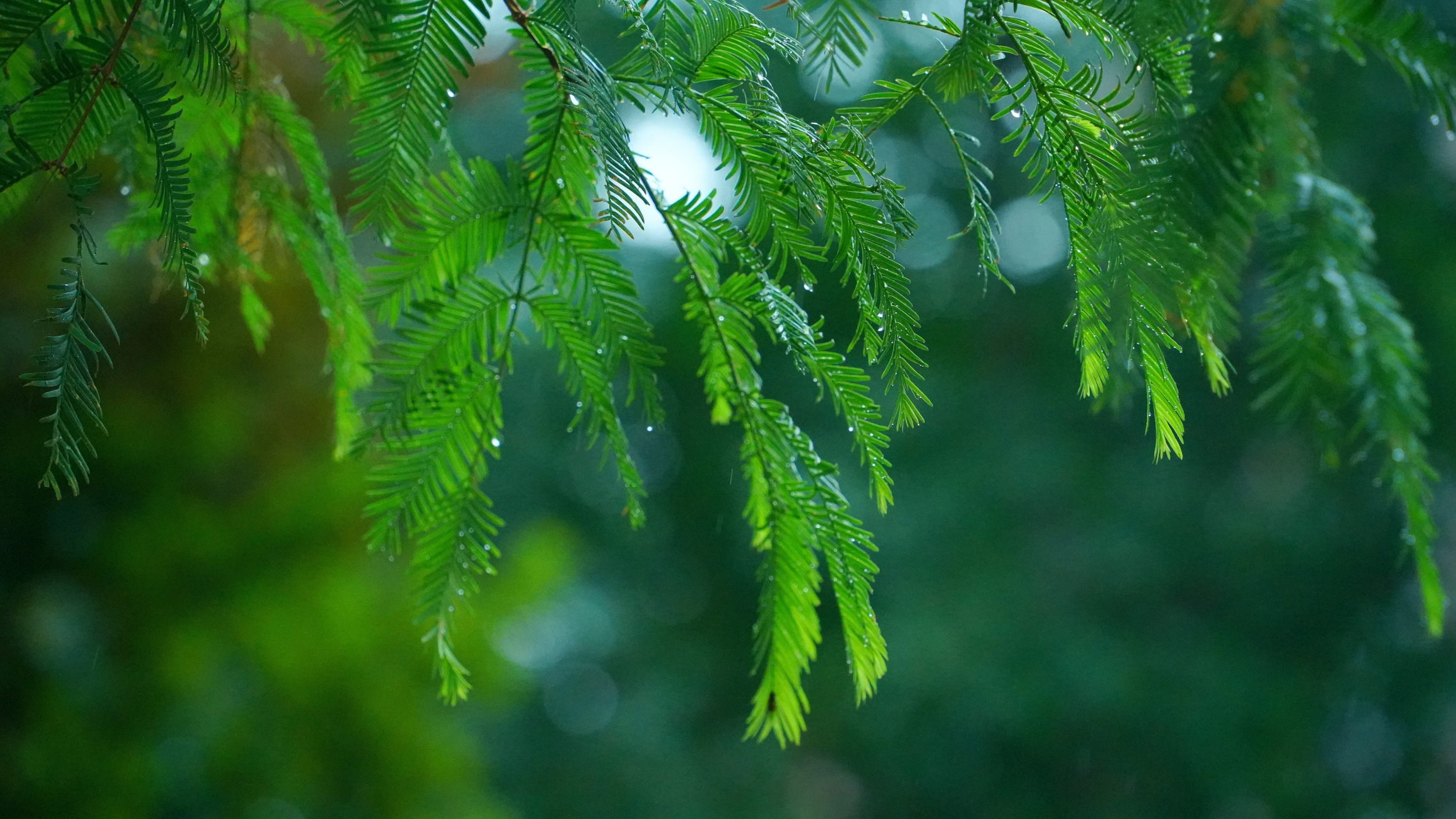 最最体贴人的,莫过于闷热天气里的一场微风细雨