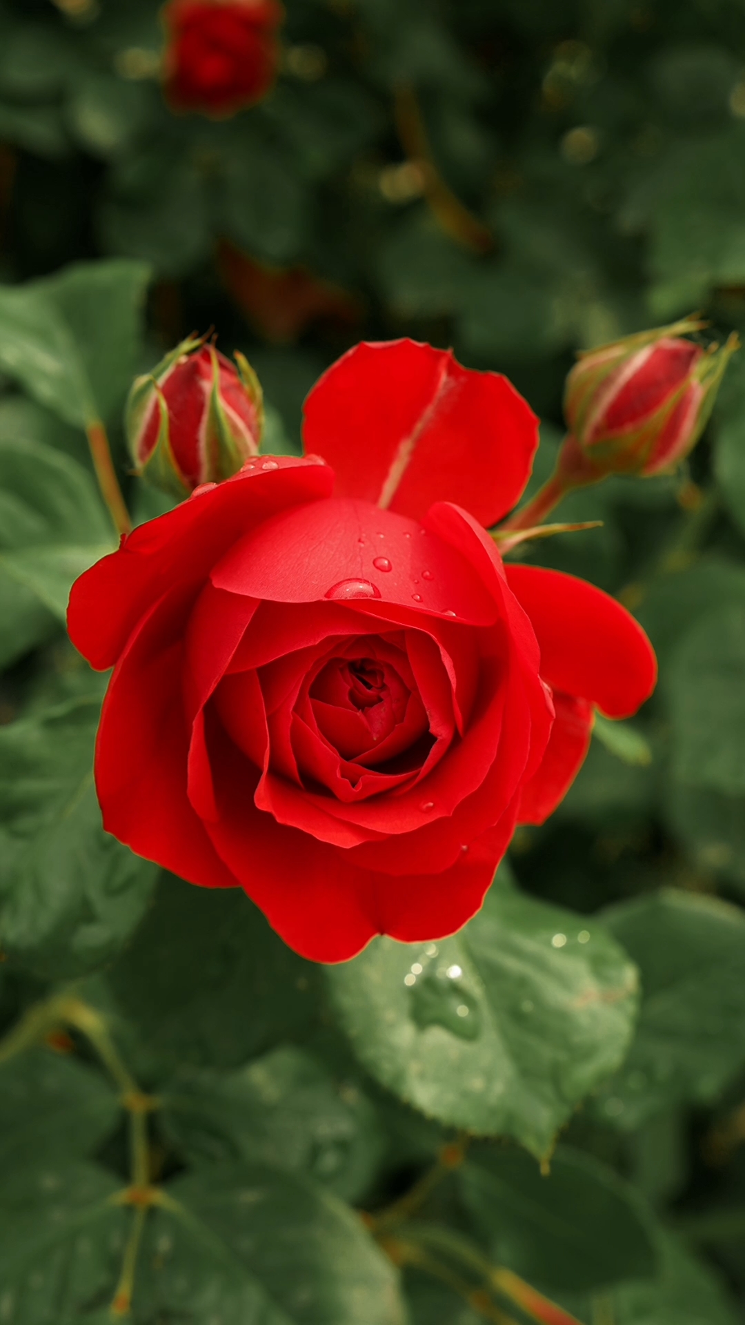 这正是万丛绿中一点红