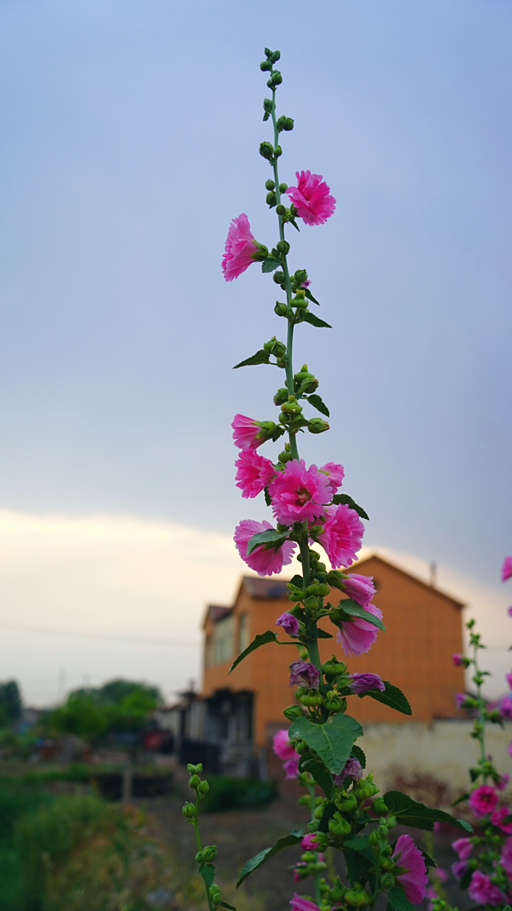 节节高