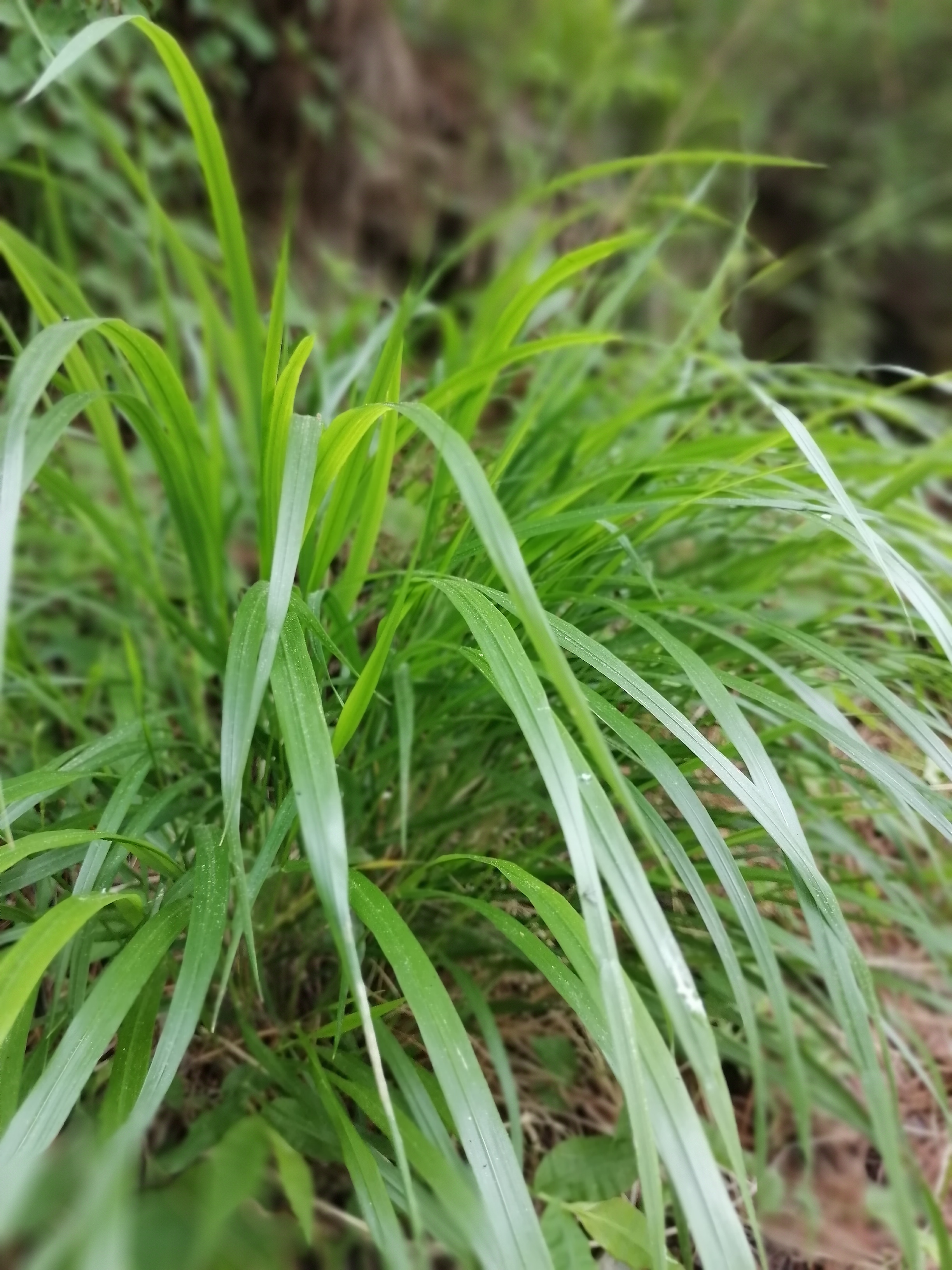 在山林,路边,地坎,山坡上,那些高低不齐,长短不一,叶子各式各样的草