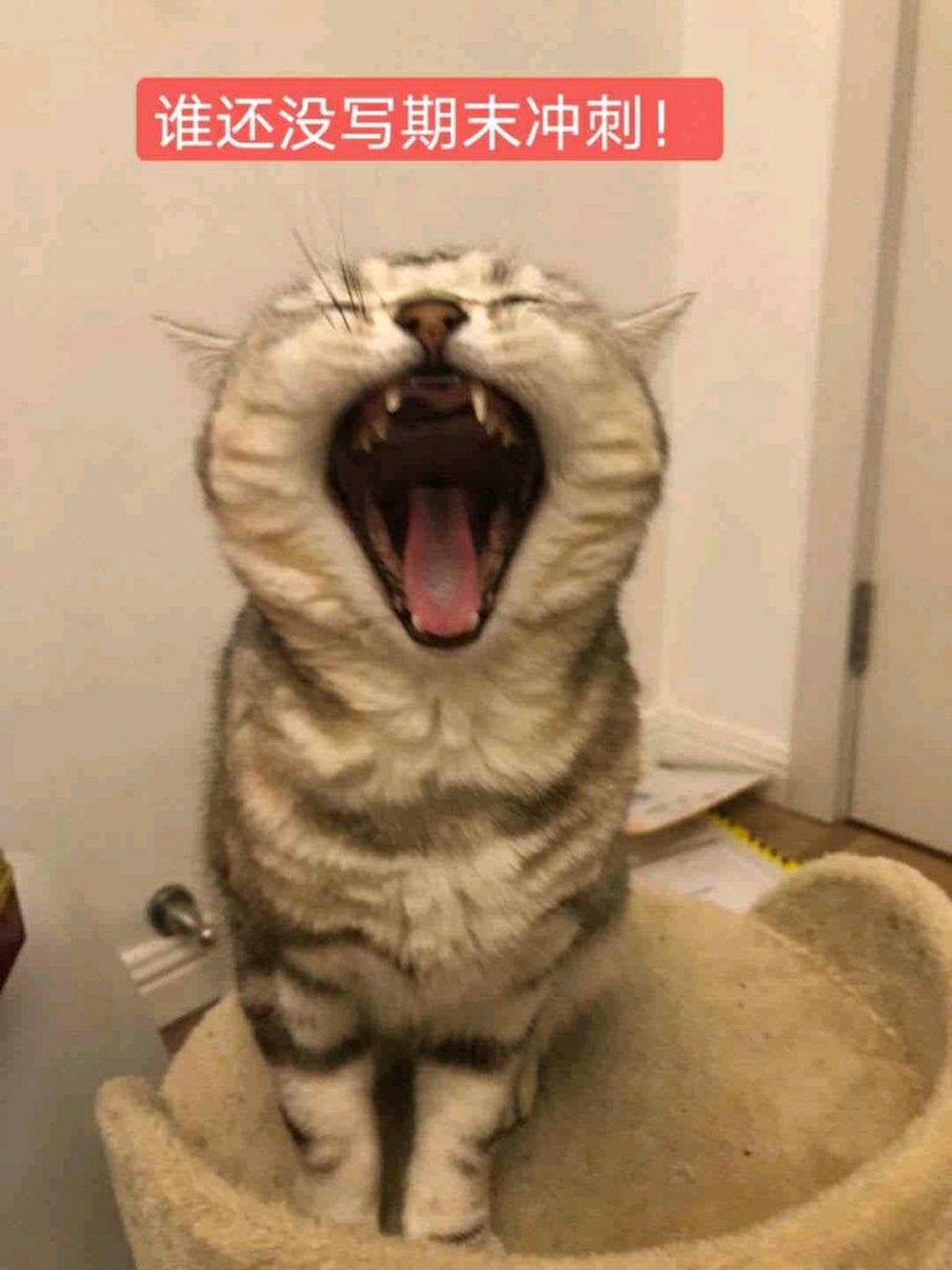 杜一凡老师的小猫咪敲级可爱第二张有点凶巴巴的