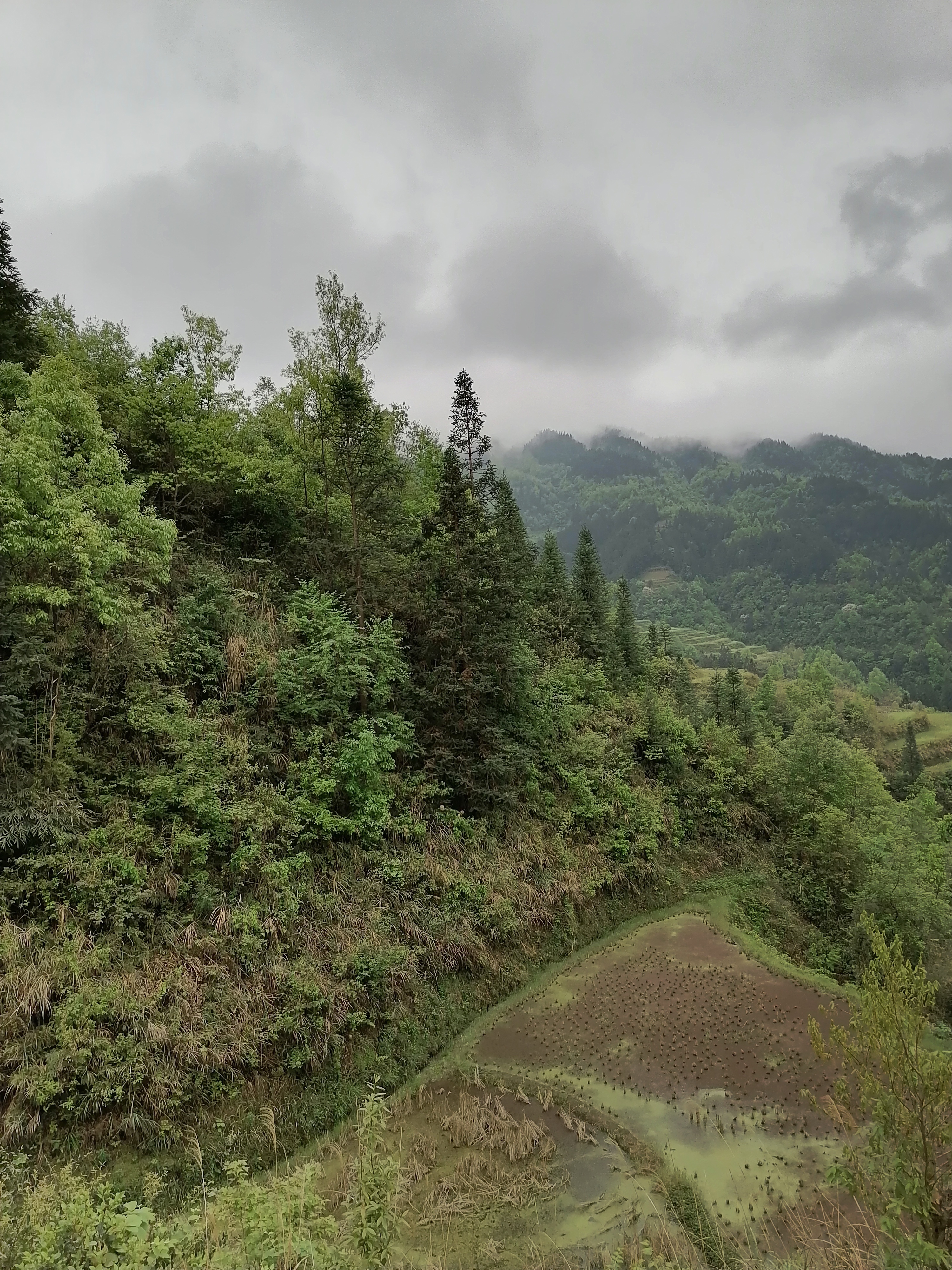 清晨的绿色山林