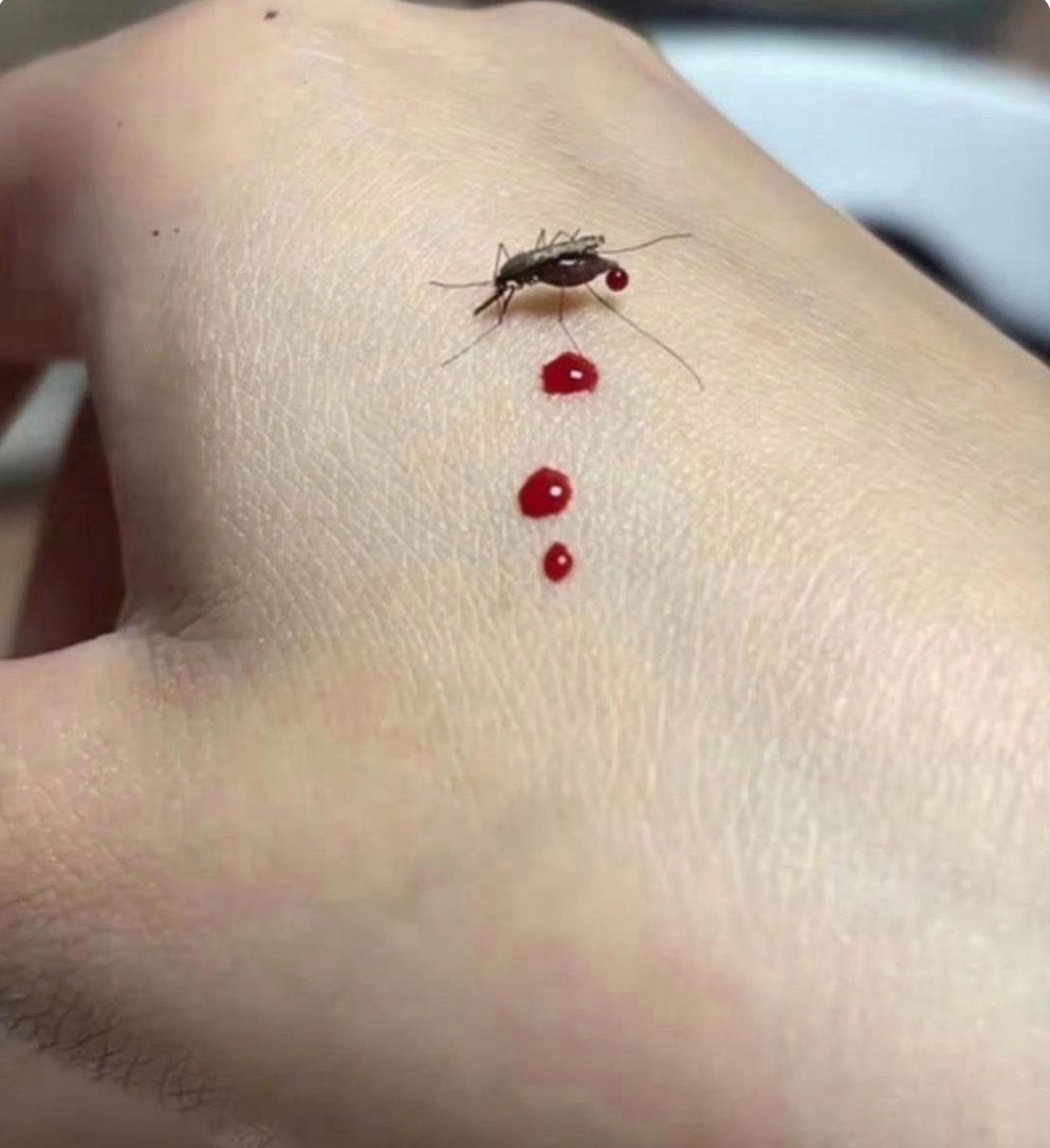 蚊子叮我时,正想拍死,却瞧见它边吸血边拉血,这是咋回事?