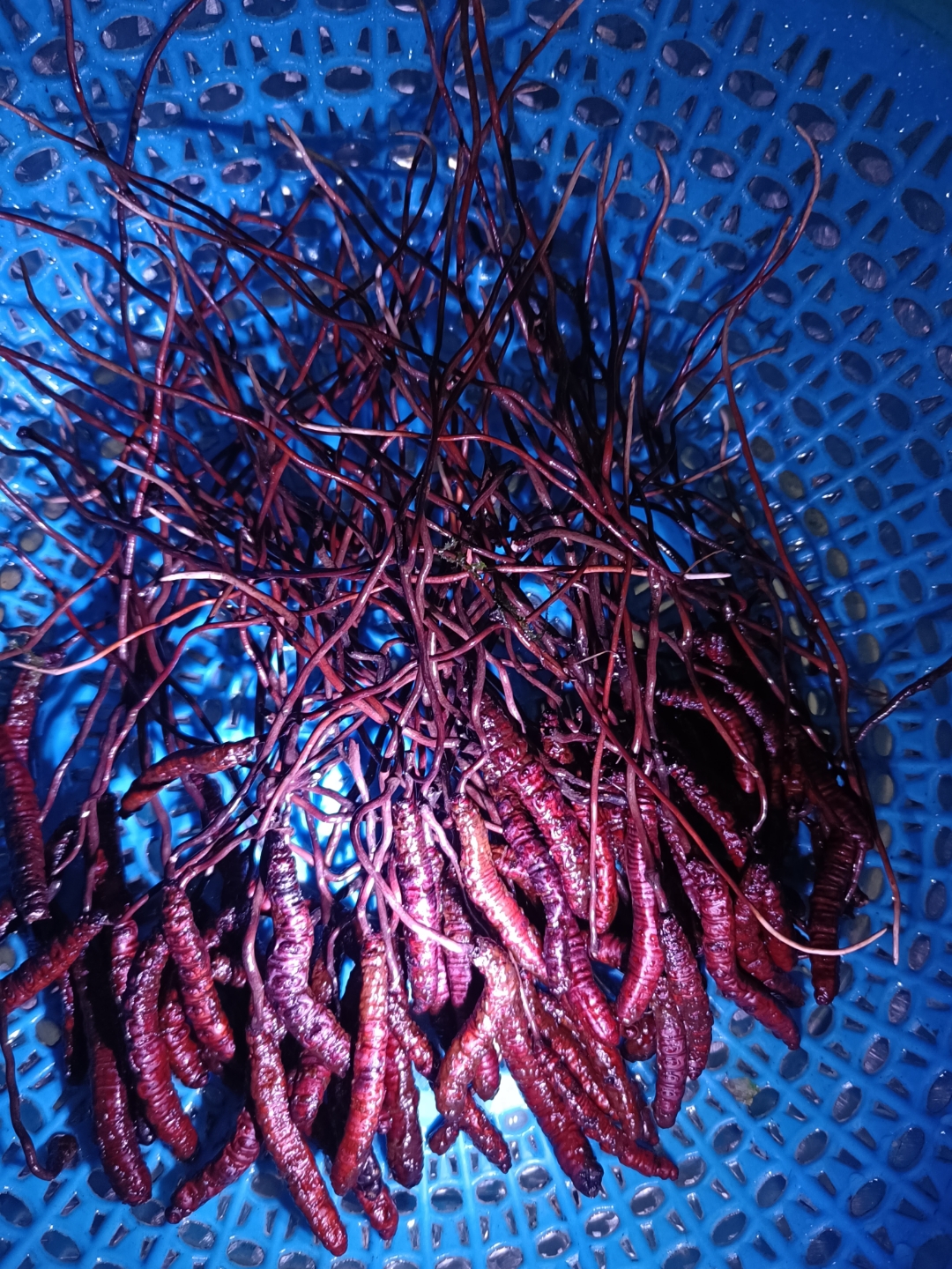 凉山虫草