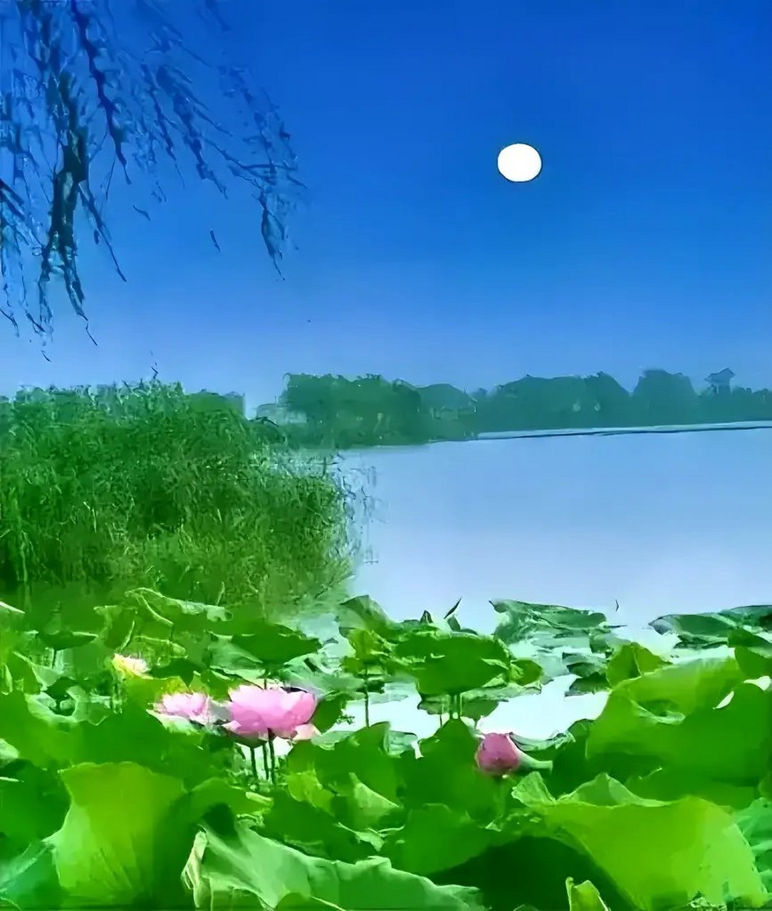 月亮倒影池塘的图片图片