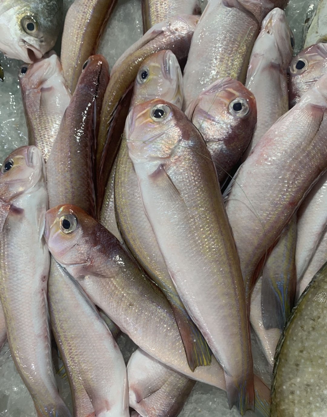 这种鱼因为体内重金属含量有点高,被建议尽量少吃或者干脆别吃,但它