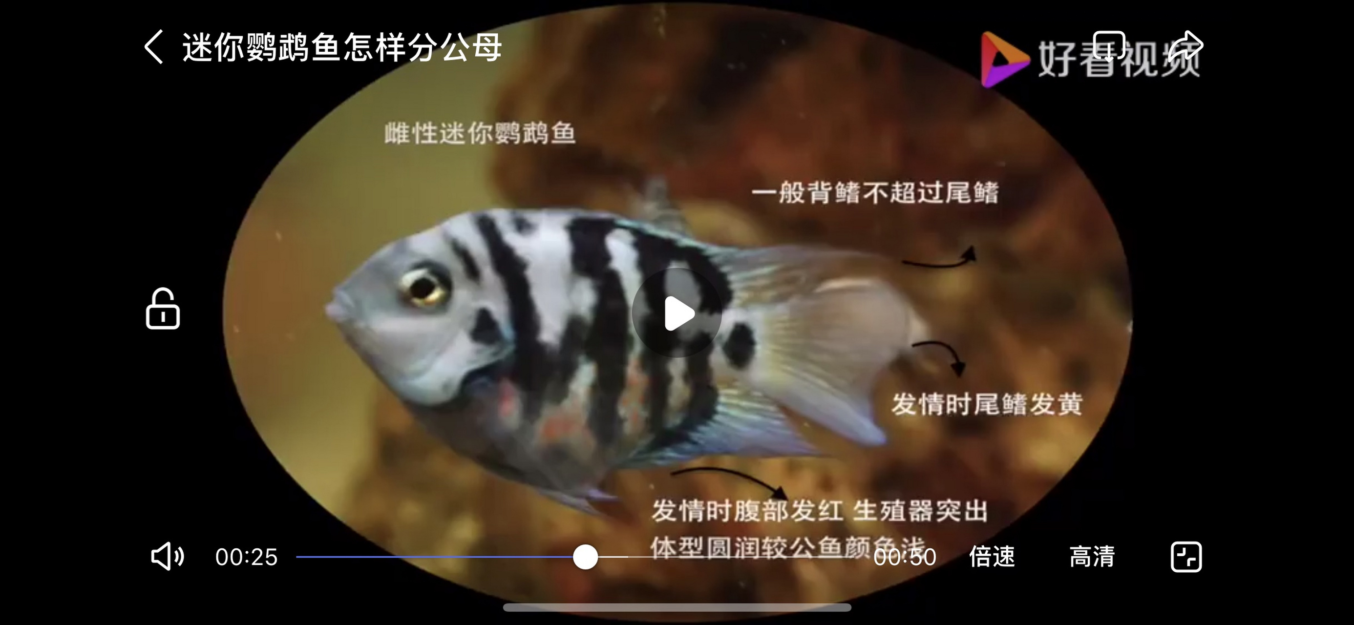 喜欢迷你鹦鹉鱼的小伙伴们可以看看怎么分公母,方便大家好辨认[捂脸]