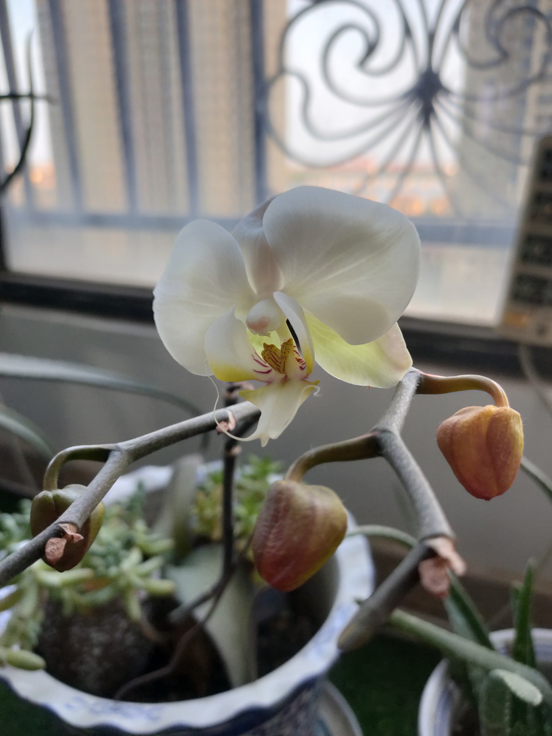 清新自然,白色兰花绽放之美