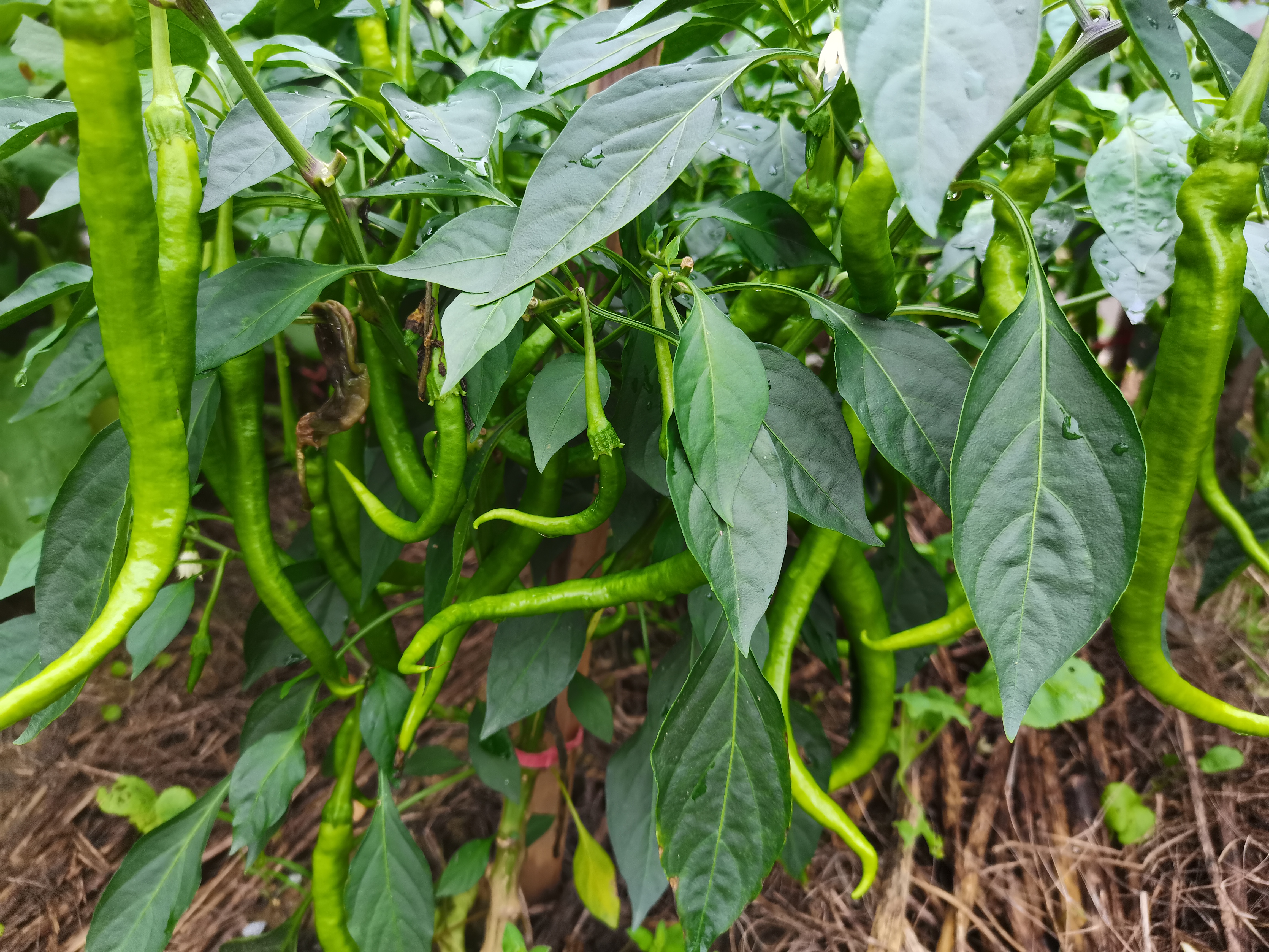 动态连更挑战#     #养花种菜小分队# #田园生活#  这辣椒树,太善解