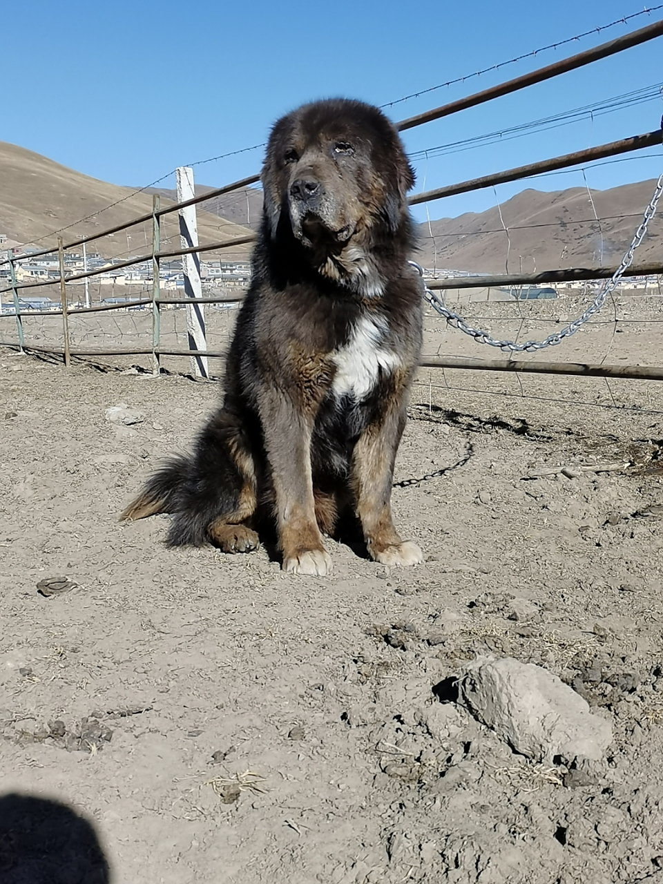河曲虎头藏獒