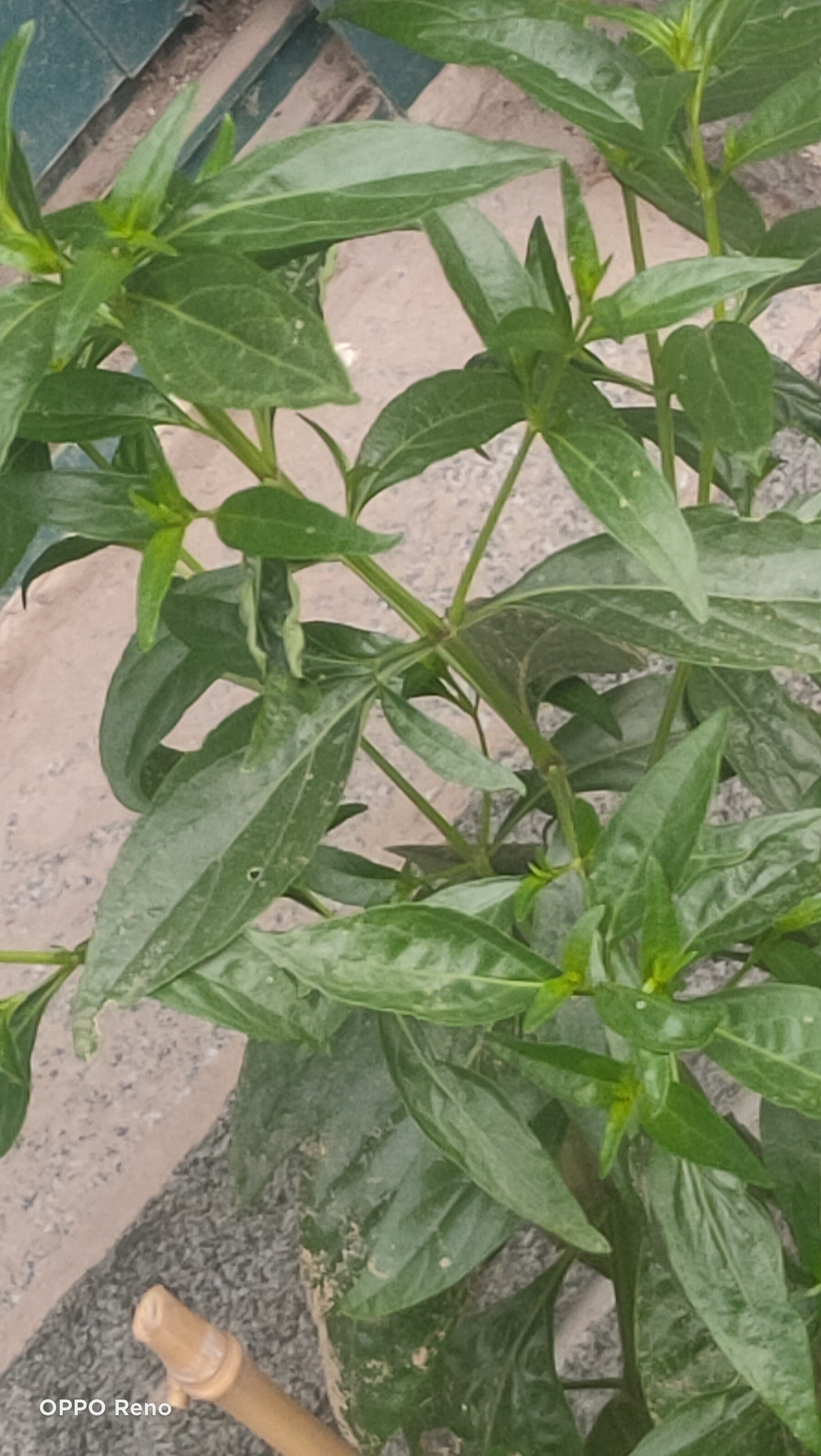 淄博[超话]#随手一拍《孟秋,风韵》(九)  (写自2023岁次孟秋月初廿七