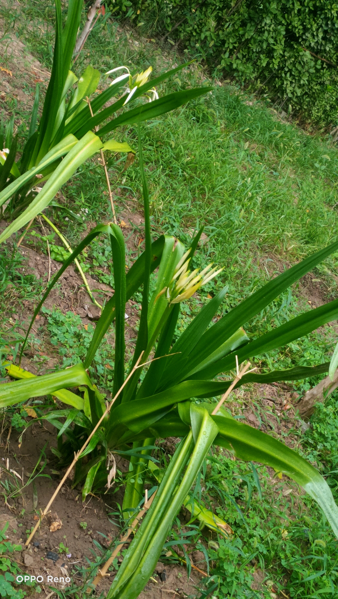 淄博[超话]#随手一拍《季夏之月》(九)  (写自2023岁次癸卯季夏月廿