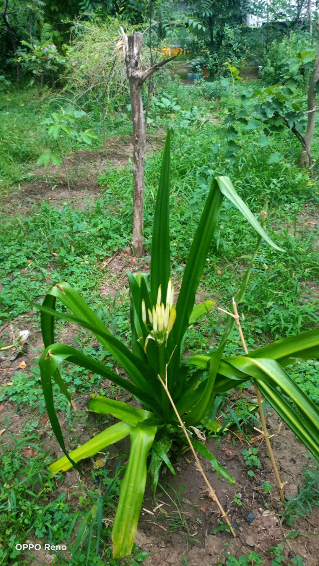 淄博[超话]#随手一拍《季夏之月》(九)  (写自2023岁次癸卯季夏月廿